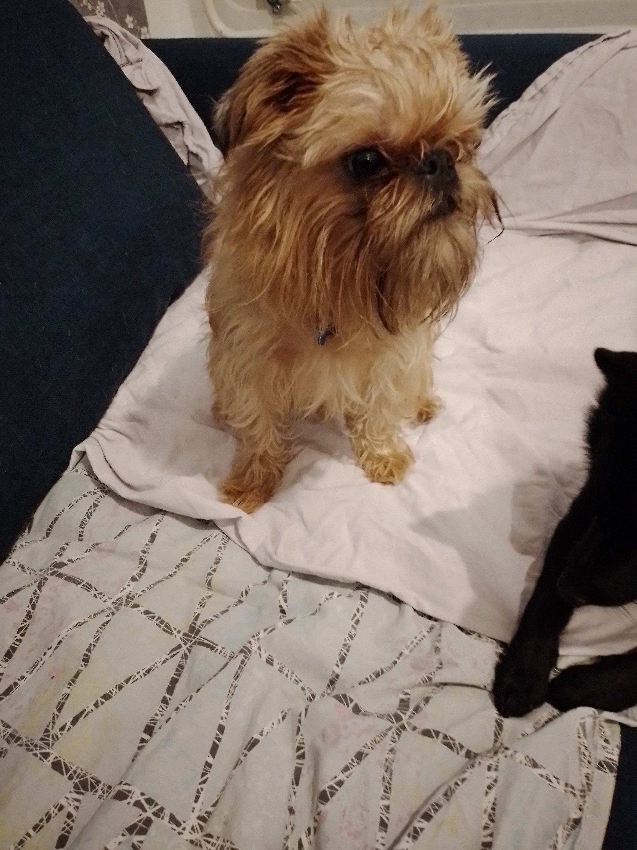 Reply to post Rate the dress from vb, I just picked it up yesterday - My, Dog, Brussels Griffon, Reply to post