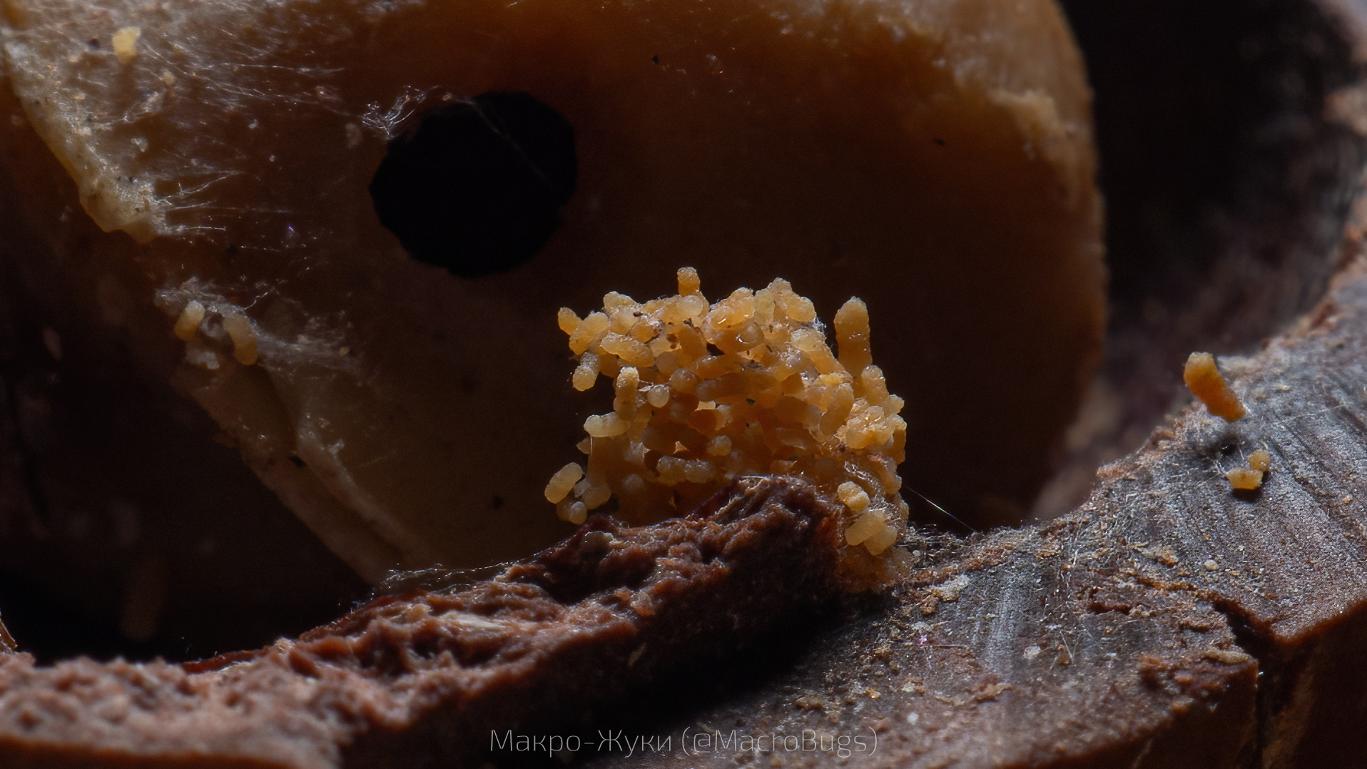 My wife bought macadamia nuts - My, The photo, Macro photography, Insects, Nuts, Macadamia, Longpost