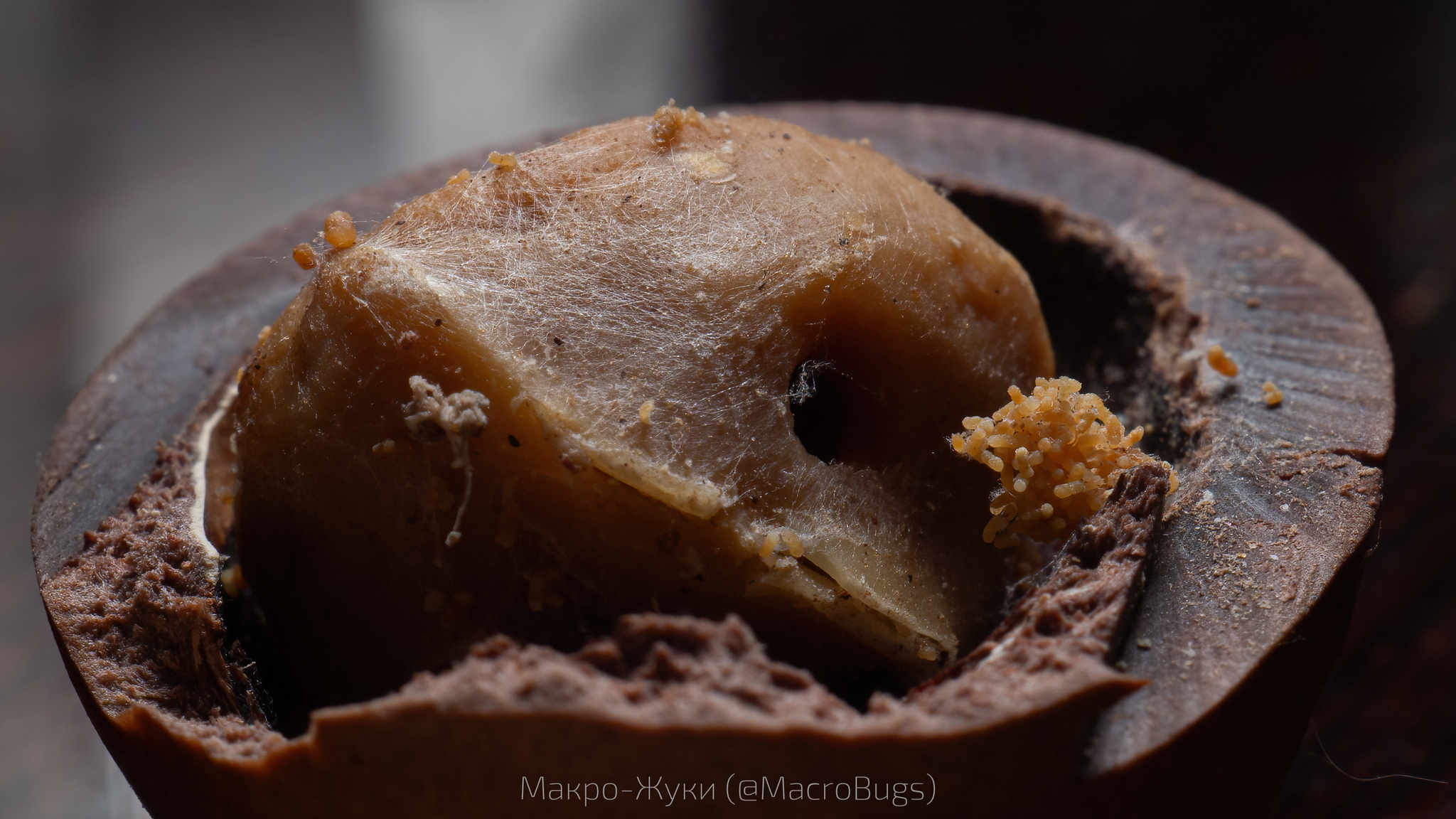 My wife bought macadamia nuts - My, The photo, Macro photography, Insects, Nuts, Macadamia, Longpost