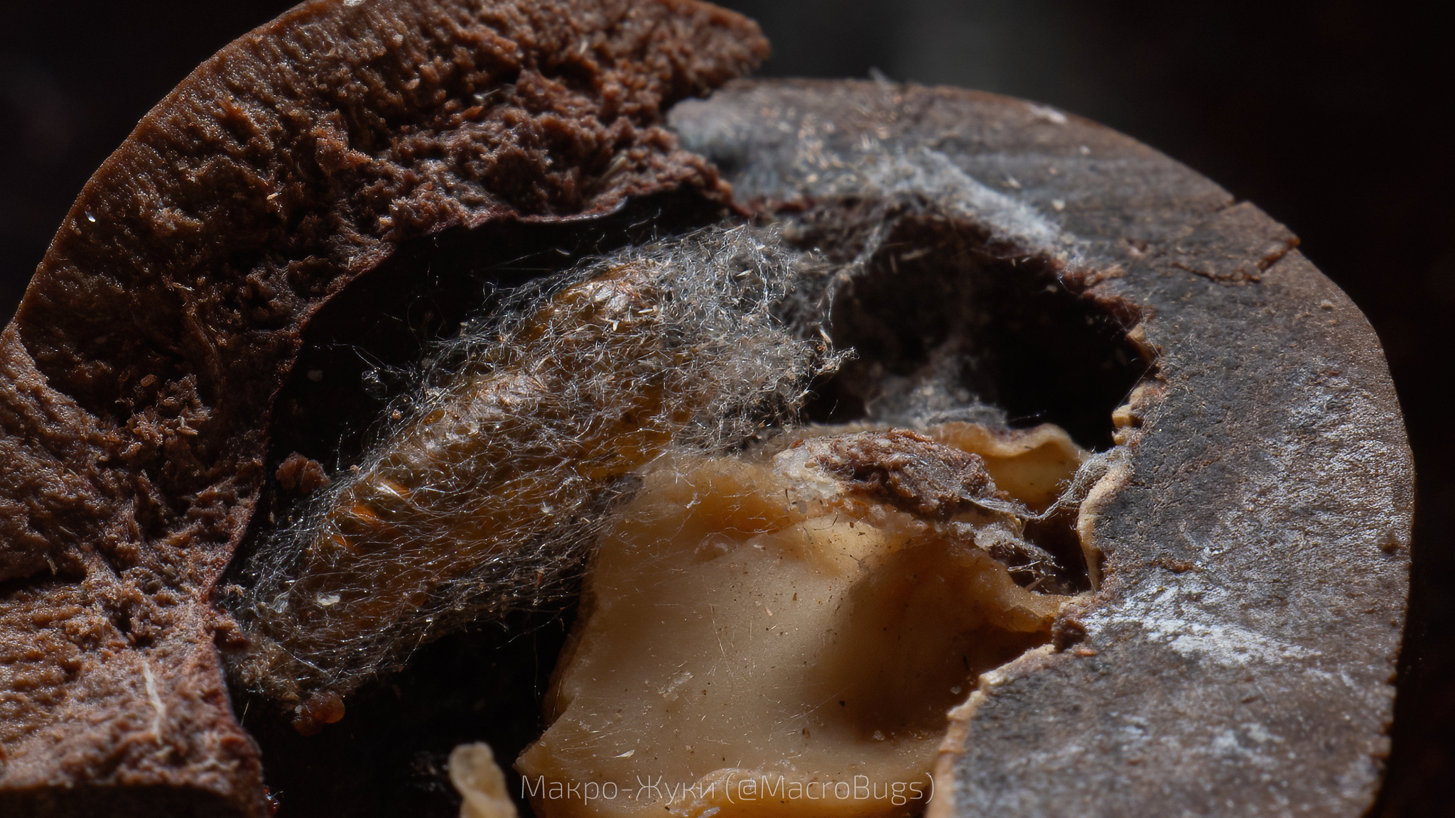 My wife bought macadamia nuts - My, The photo, Macro photography, Insects, Nuts, Macadamia, Longpost