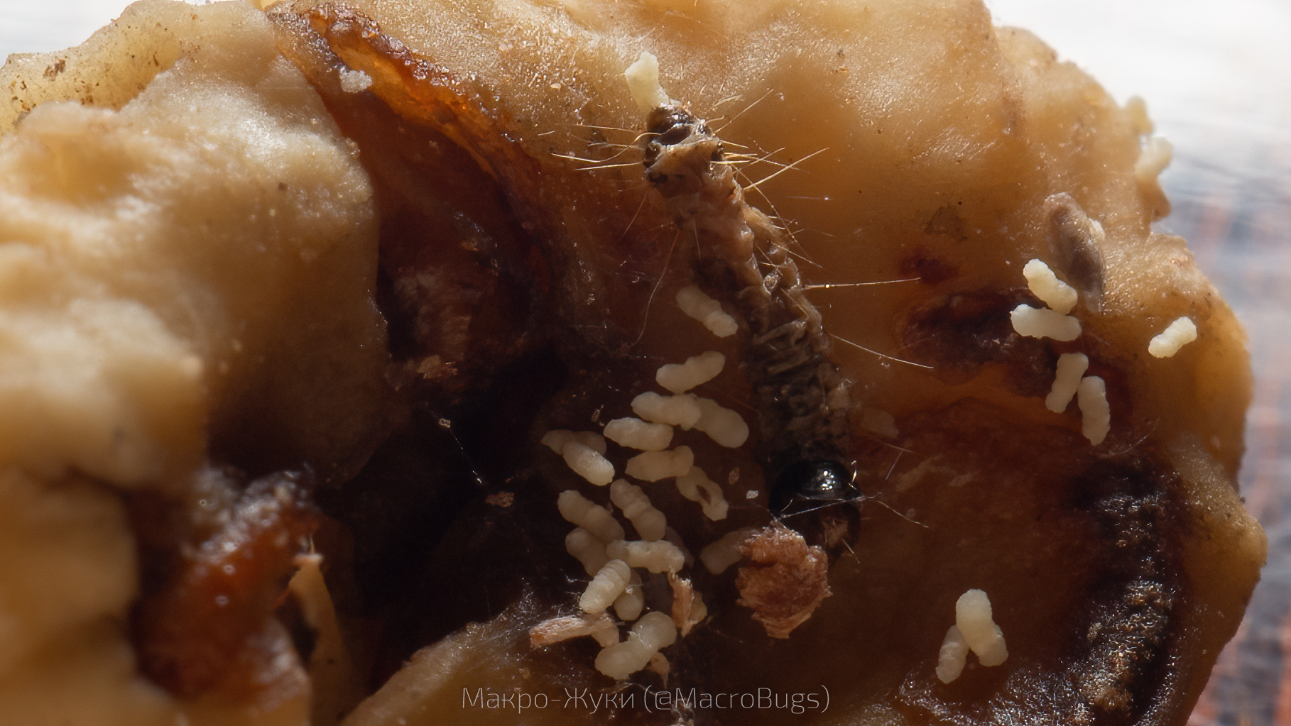 My wife bought macadamia nuts - My, The photo, Macro photography, Insects, Nuts, Macadamia, Longpost