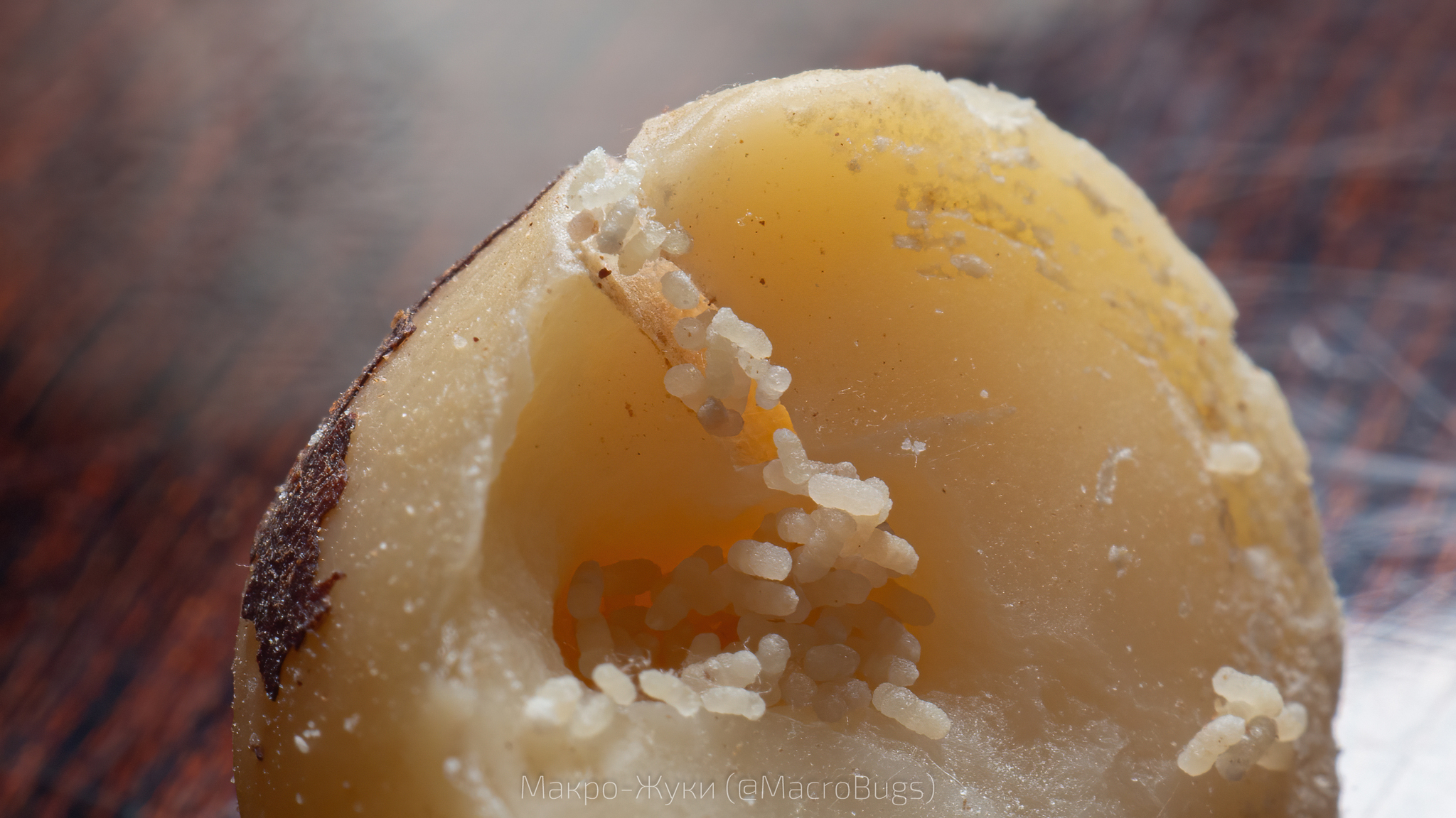 My wife bought macadamia nuts - My, The photo, Macro photography, Insects, Nuts, Macadamia, Longpost