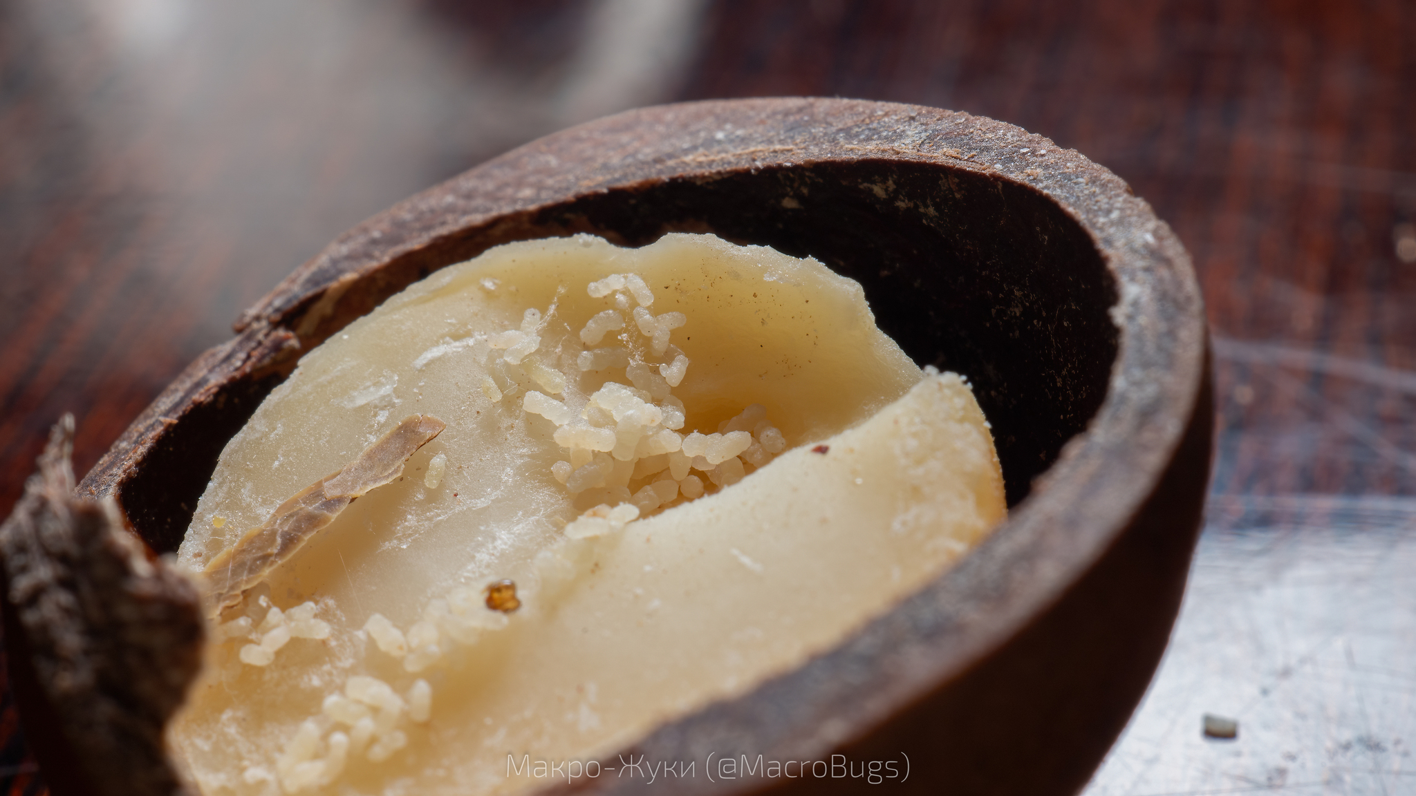 My wife bought macadamia nuts - My, The photo, Macro photography, Insects, Nuts, Macadamia, Longpost