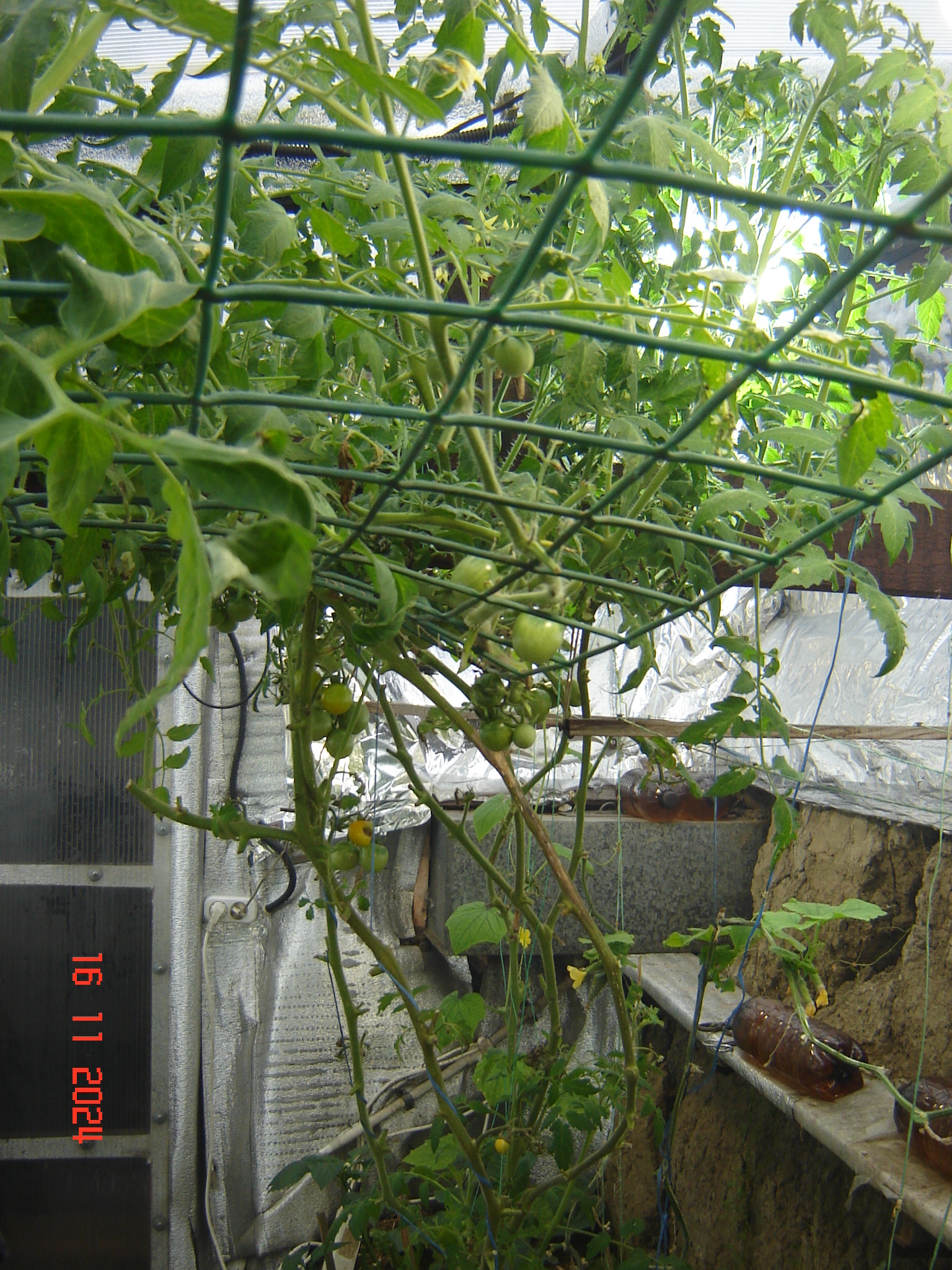 First snow and work in the year-round greenhouse - My, Краснодарский Край, Underground greenhouse, Krasnodar, Longpost