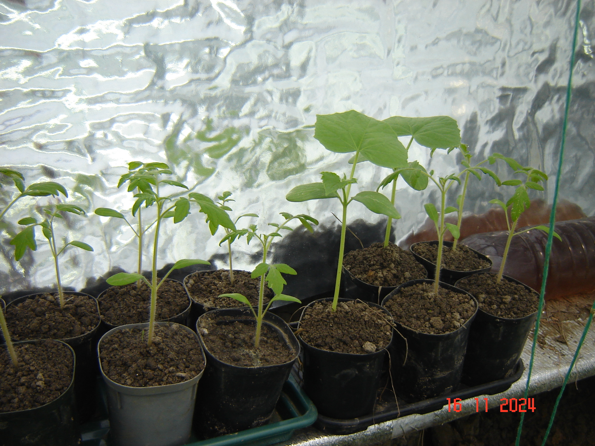 First snow and work in the year-round greenhouse - My, Краснодарский Край, Underground greenhouse, Krasnodar, Longpost