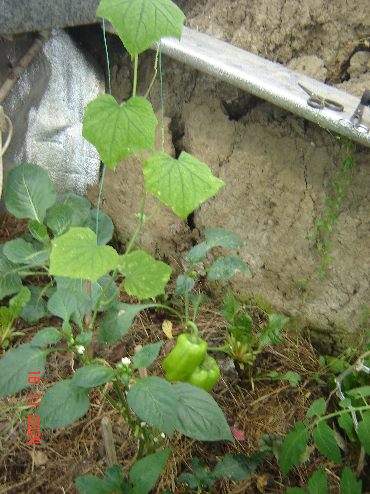 First snow and work in the year-round greenhouse - My, Краснодарский Край, Underground greenhouse, Krasnodar, Longpost