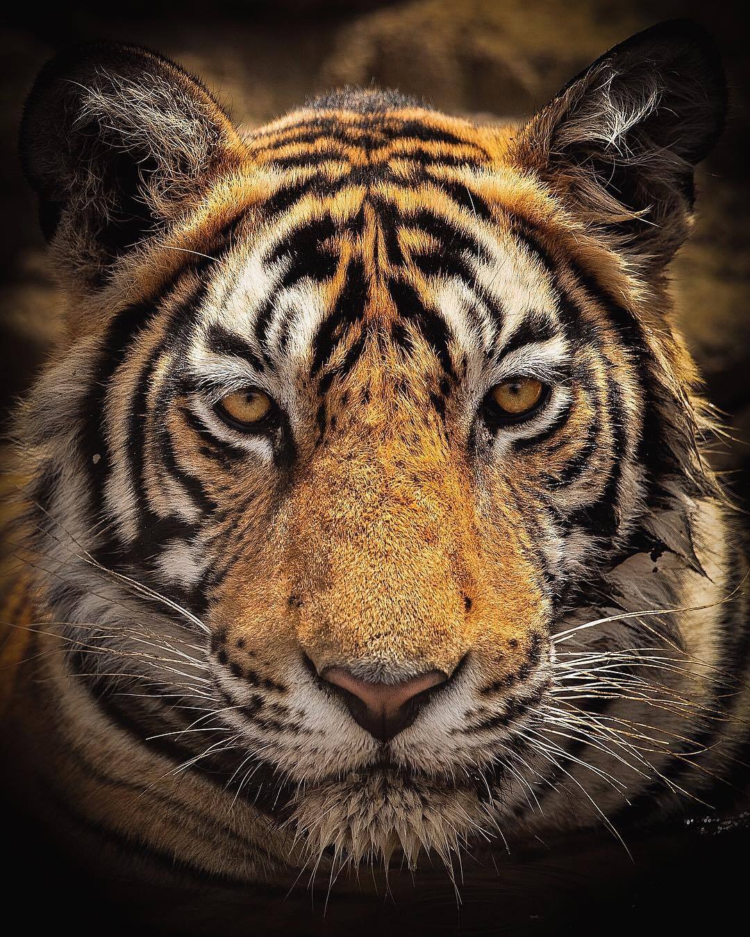 Portrait - Bengal tiger, Tiger, Big cats, Cat family, Predatory animals, Wild animals, wildlife, National park, India, The photo, Portrait