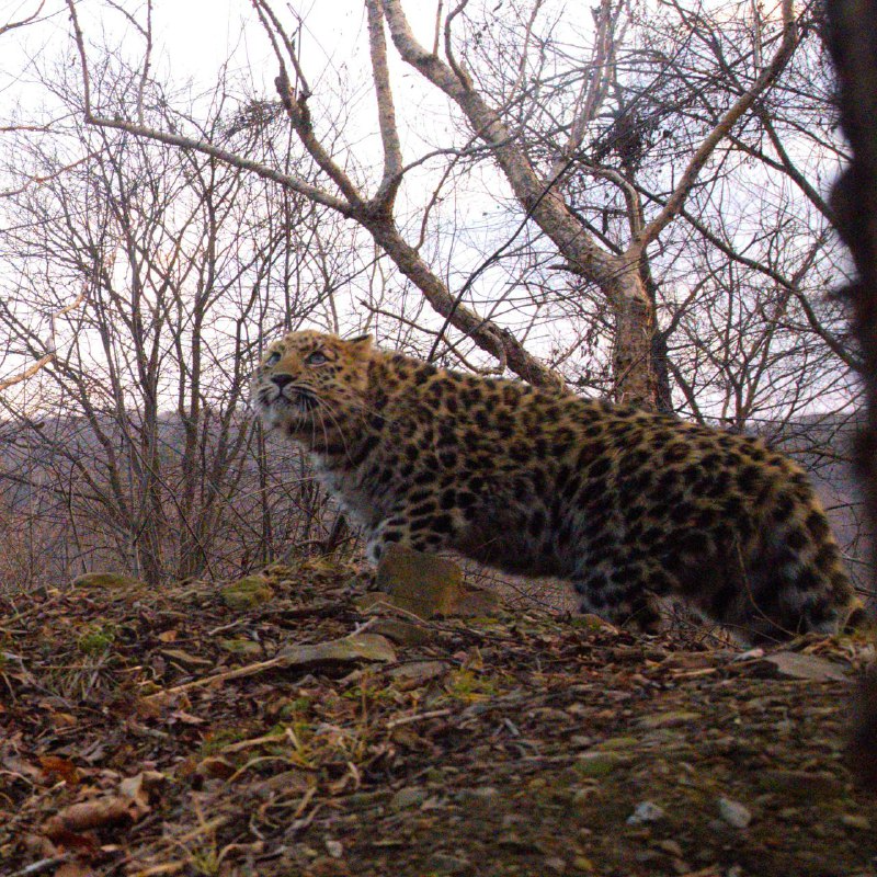 Growing Far Eastern leopard cub - Far Eastern leopard, Young, The photo, Land of the Leopard, National park, Primorsky Krai, wildlife, Leopard, Wild animals, Big cats, Cat family, Predatory animals, Rare view, Red Book, Telegram (link)