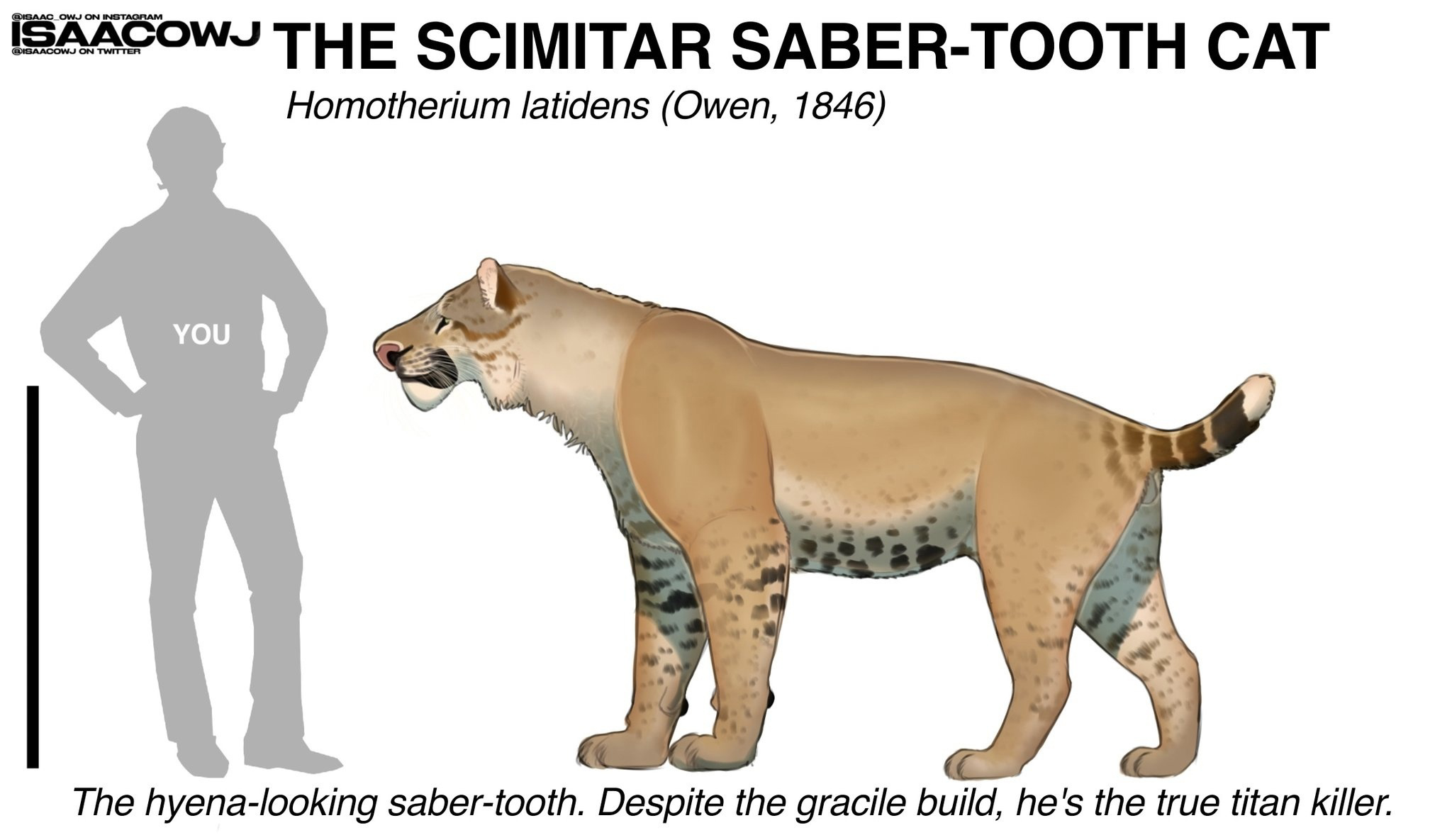 35,000 years ago, this little guy could have become one of the most fearsome predators of his time, but he only lived for three weeks. - My, Nauchpop, The science, Longpost