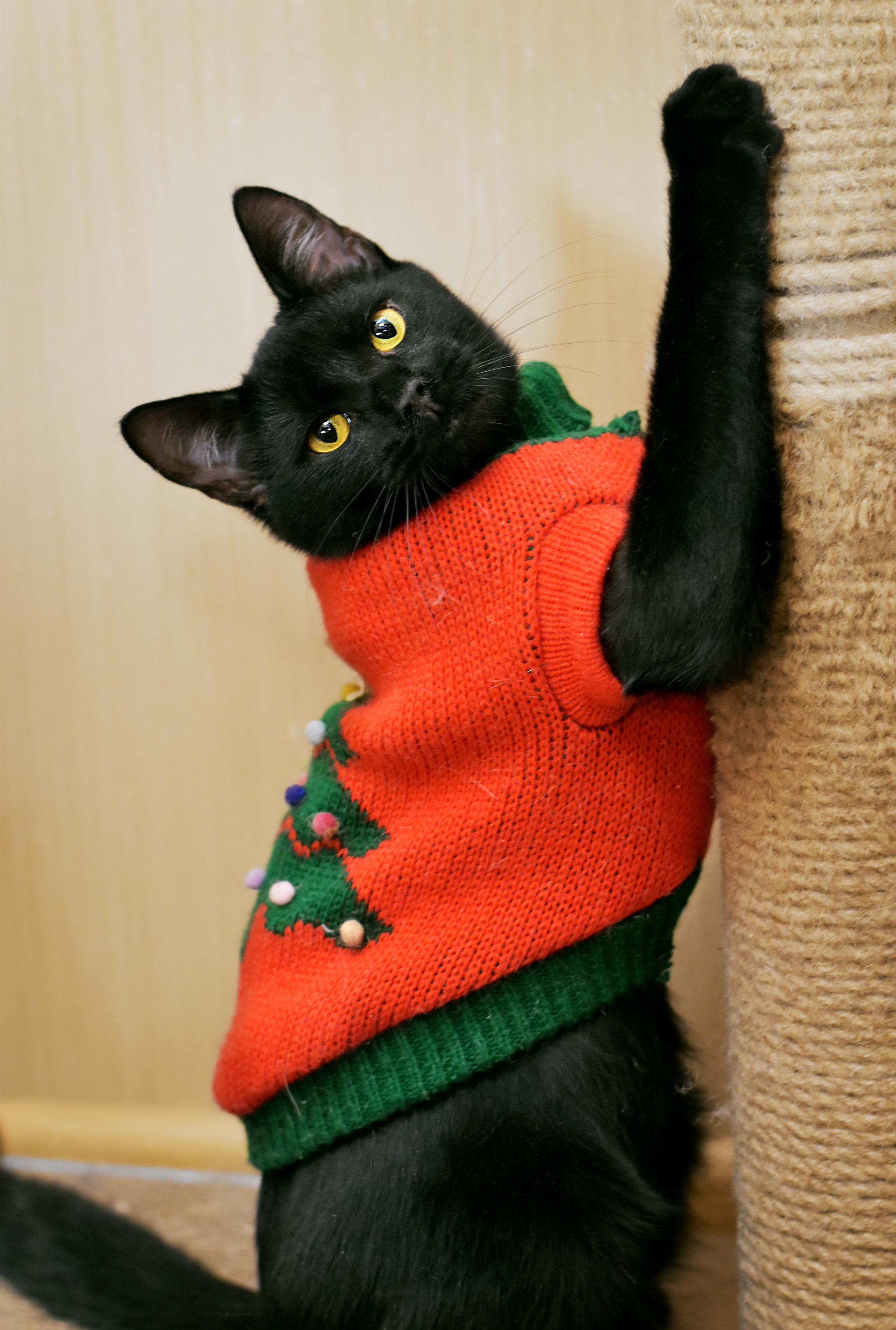 Snowball on Black Cat Day - My, cat, Cat lovers, Pets, Animals, Black cat, The photo, It Was-It Was, Longpost