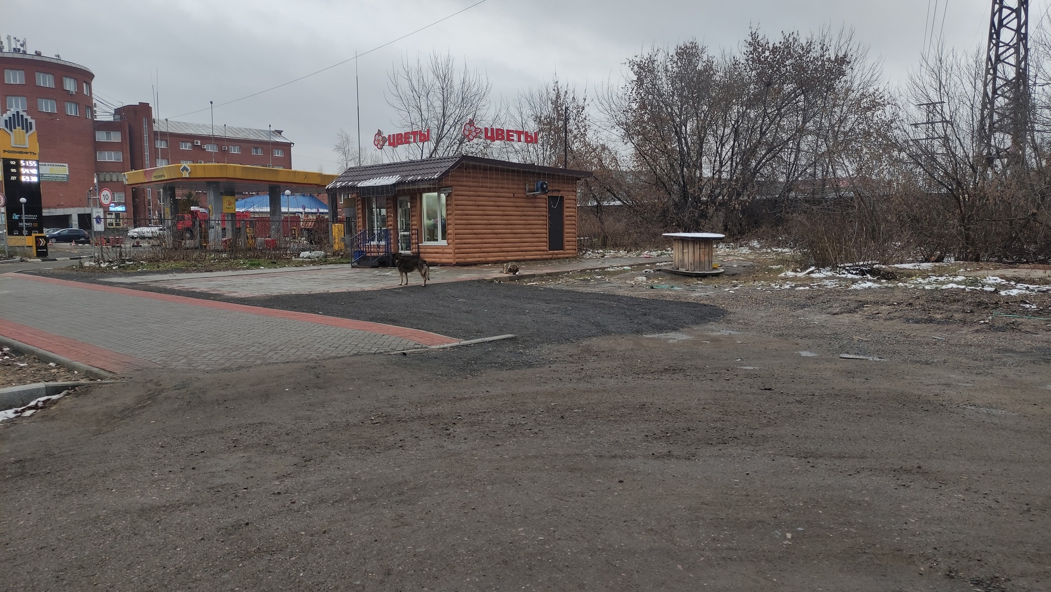 Бродячие собаки. Город Томск - Негатив, Опасность, Дикие животные, Бродячие собаки, Нападение собак, Томск, Длиннопост, Собака