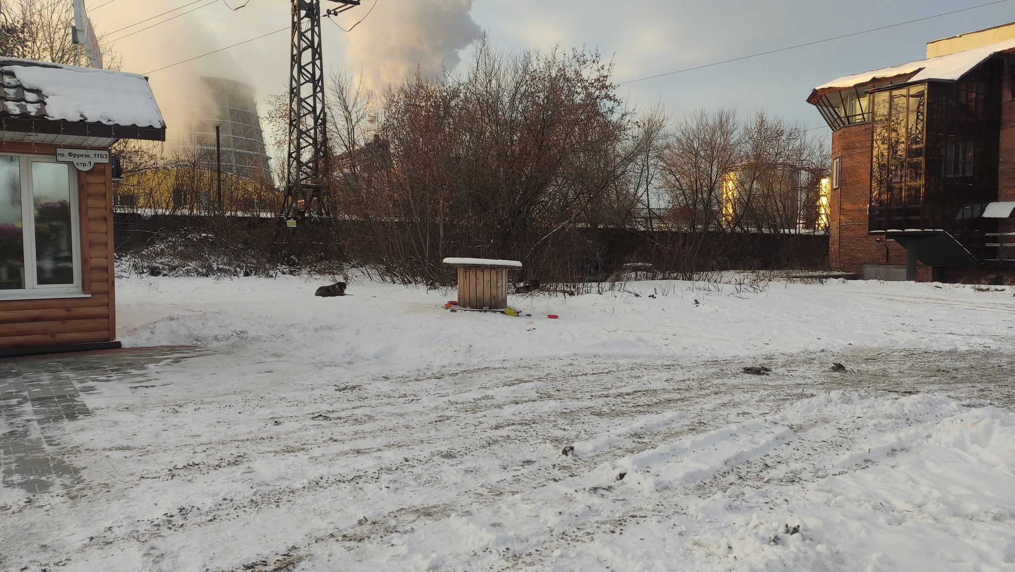 Бродячие собаки. Город Томск - Негатив, Опасность, Дикие животные, Бродячие собаки, Нападение собак, Томск, Длиннопост, Собака