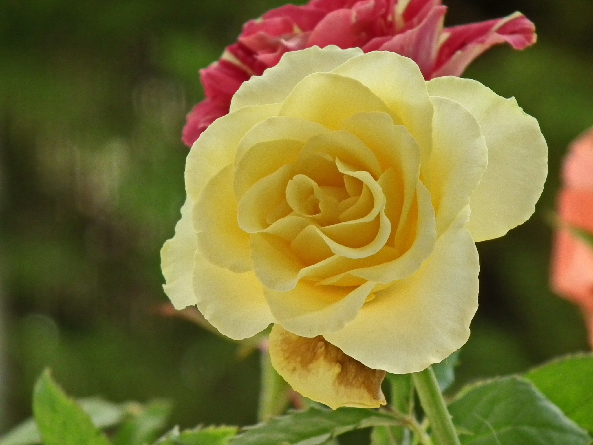 Just roses - My, The photo, Color, the Rose, Floristics, Longpost