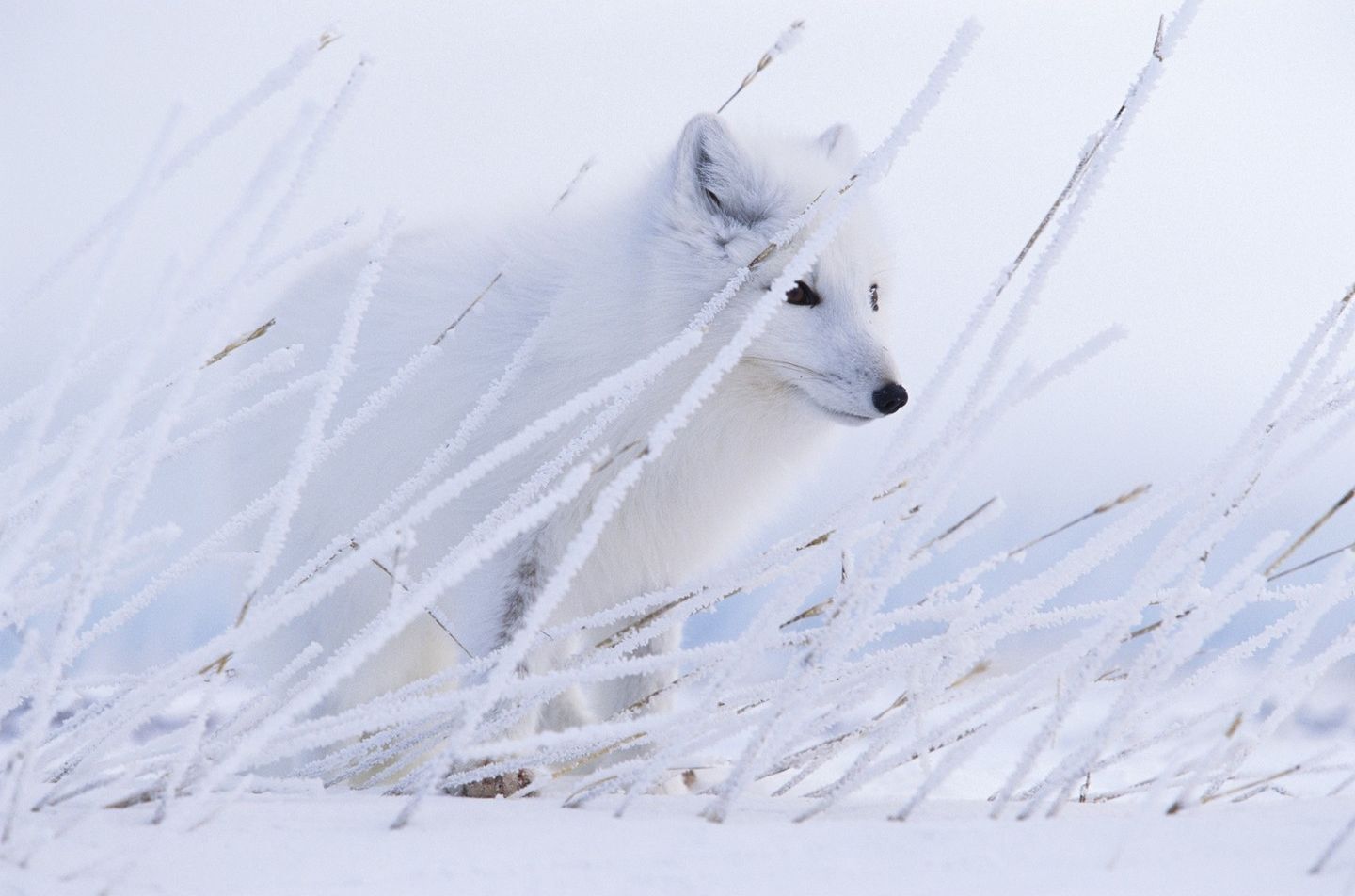 Arctic fox - Arctic fox, Fox, Canines, Predatory animals, Wild animals, wildlife, The photo