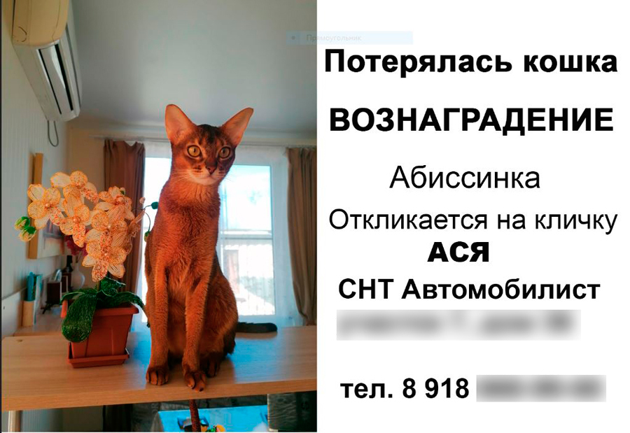 Continuation of the post My Animals - Autumn, Dacha, Abyssinian cat, cat, Reply to post, Longpost