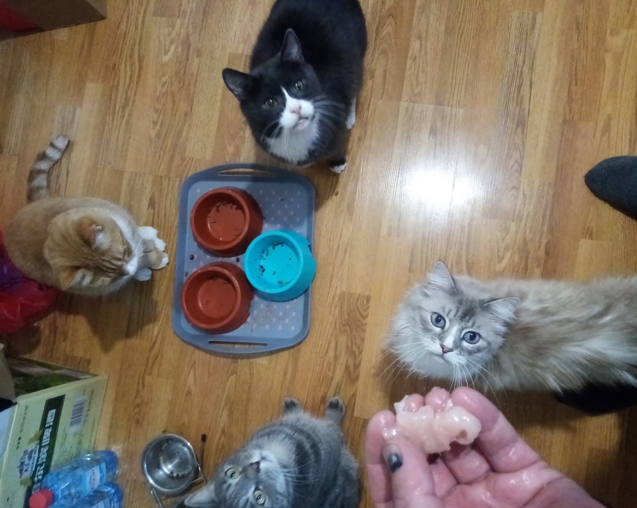 My Home Gang - Friend, Cat lovers, The rescue, cat, Longpost