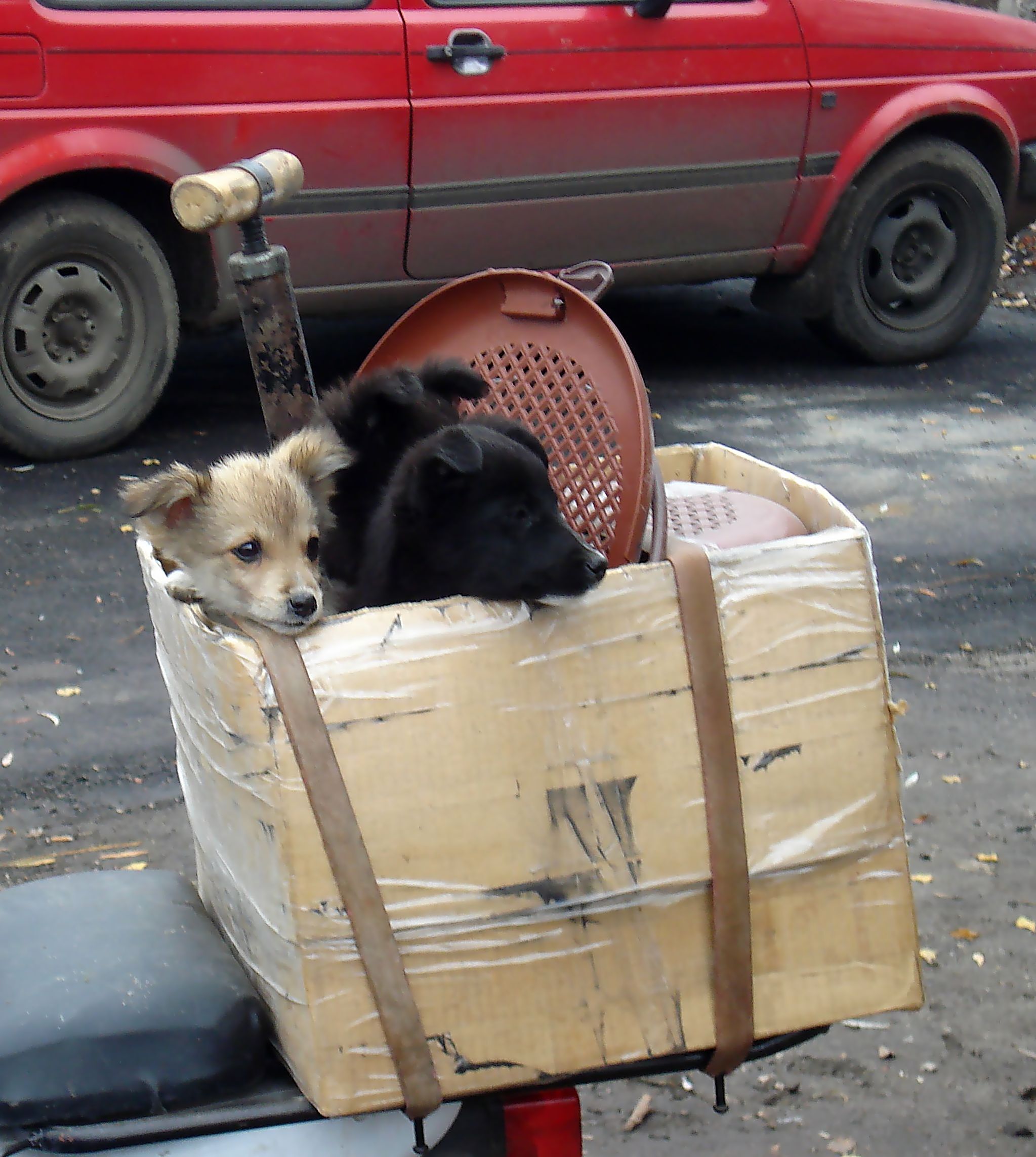 To a new life at the bird market - My, Puppies, Bavaria