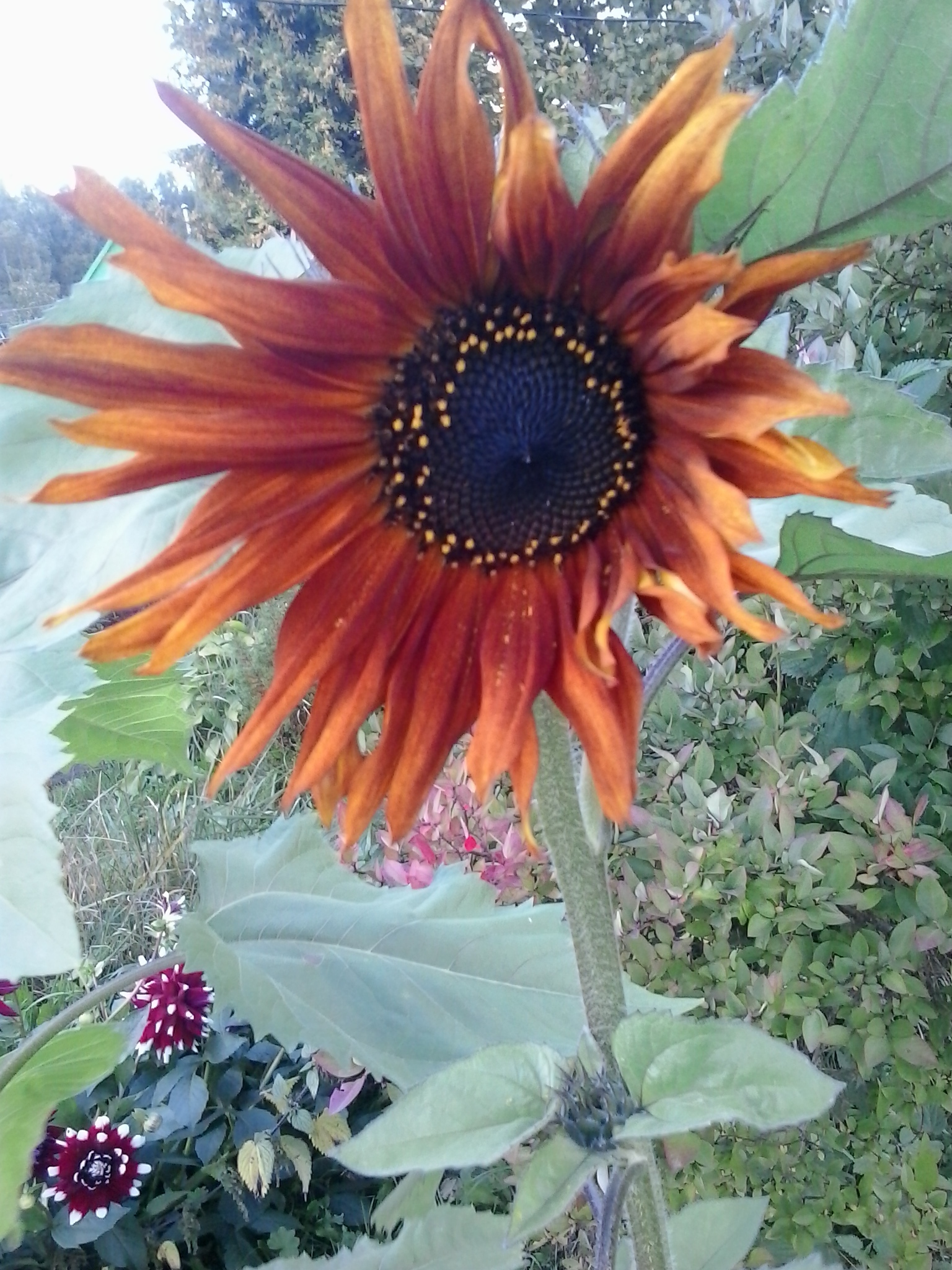 September. Sunflower - My, The photo, Summer, Flowers, Garden, Sunflower