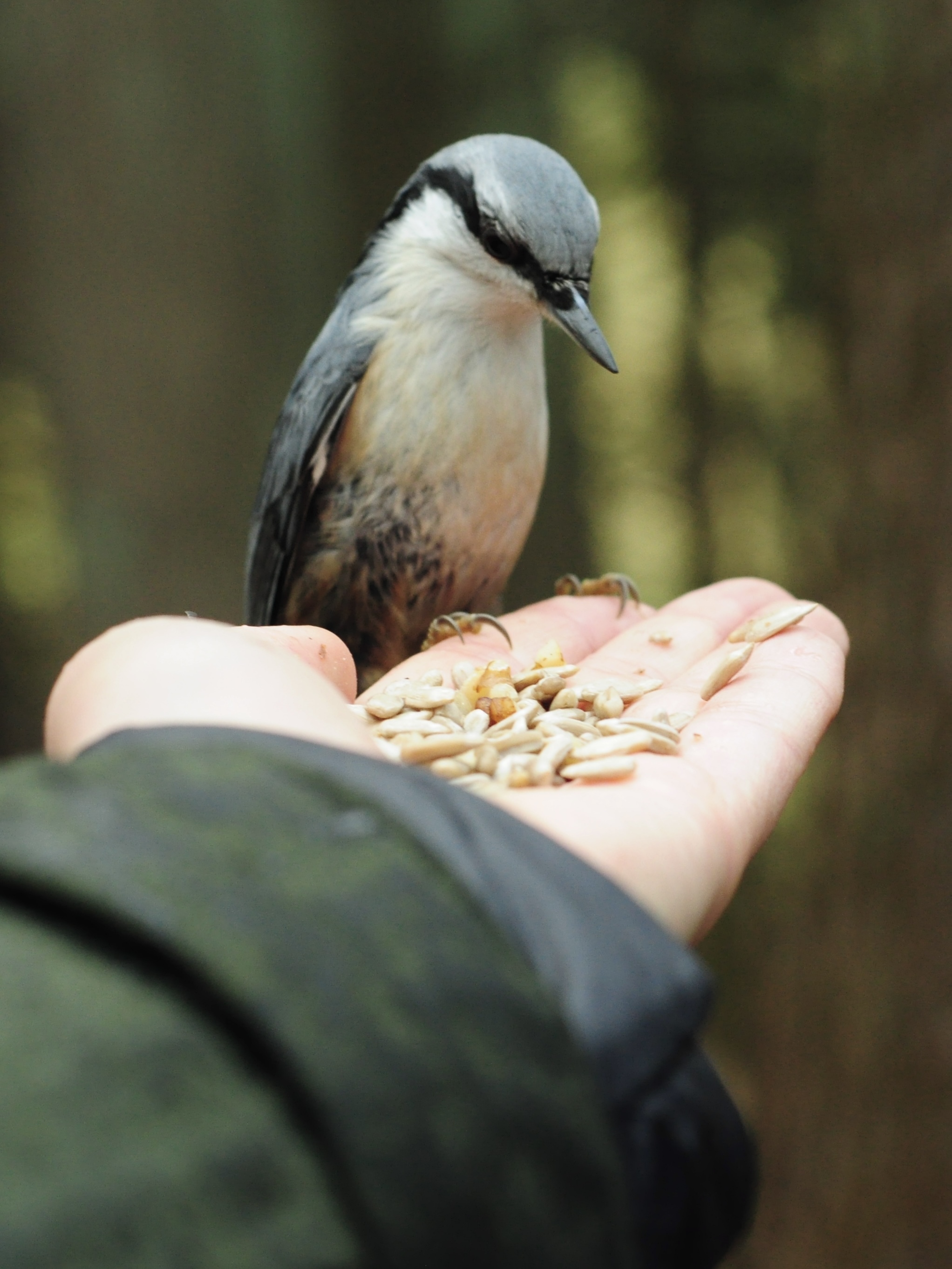 Common Nuthatch - My, Birds, Saint Petersburg, Bird watching, Ornithology League, Ornithology, Photo hunting, The nature of Russia, Longpost