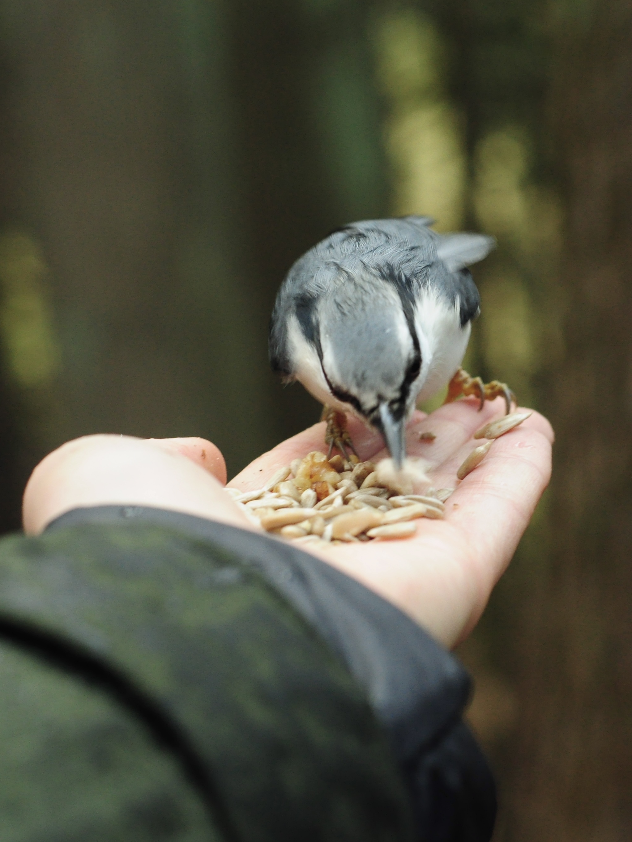 Common Nuthatch - My, Birds, Saint Petersburg, Bird watching, Ornithology League, Ornithology, Photo hunting, The nature of Russia, Longpost