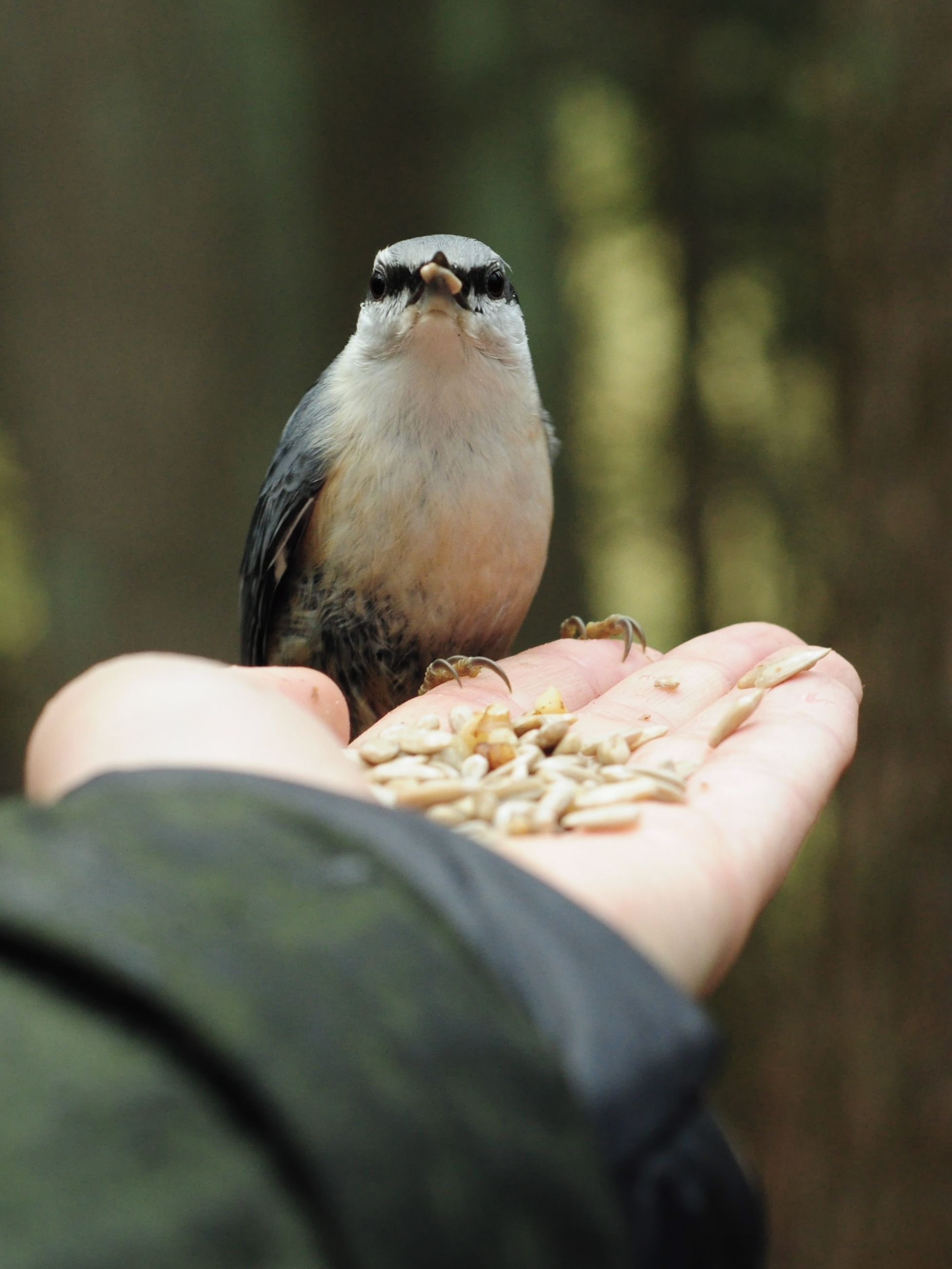 Common Nuthatch - My, Birds, Saint Petersburg, Bird watching, Ornithology League, Ornithology, Photo hunting, The nature of Russia, Longpost