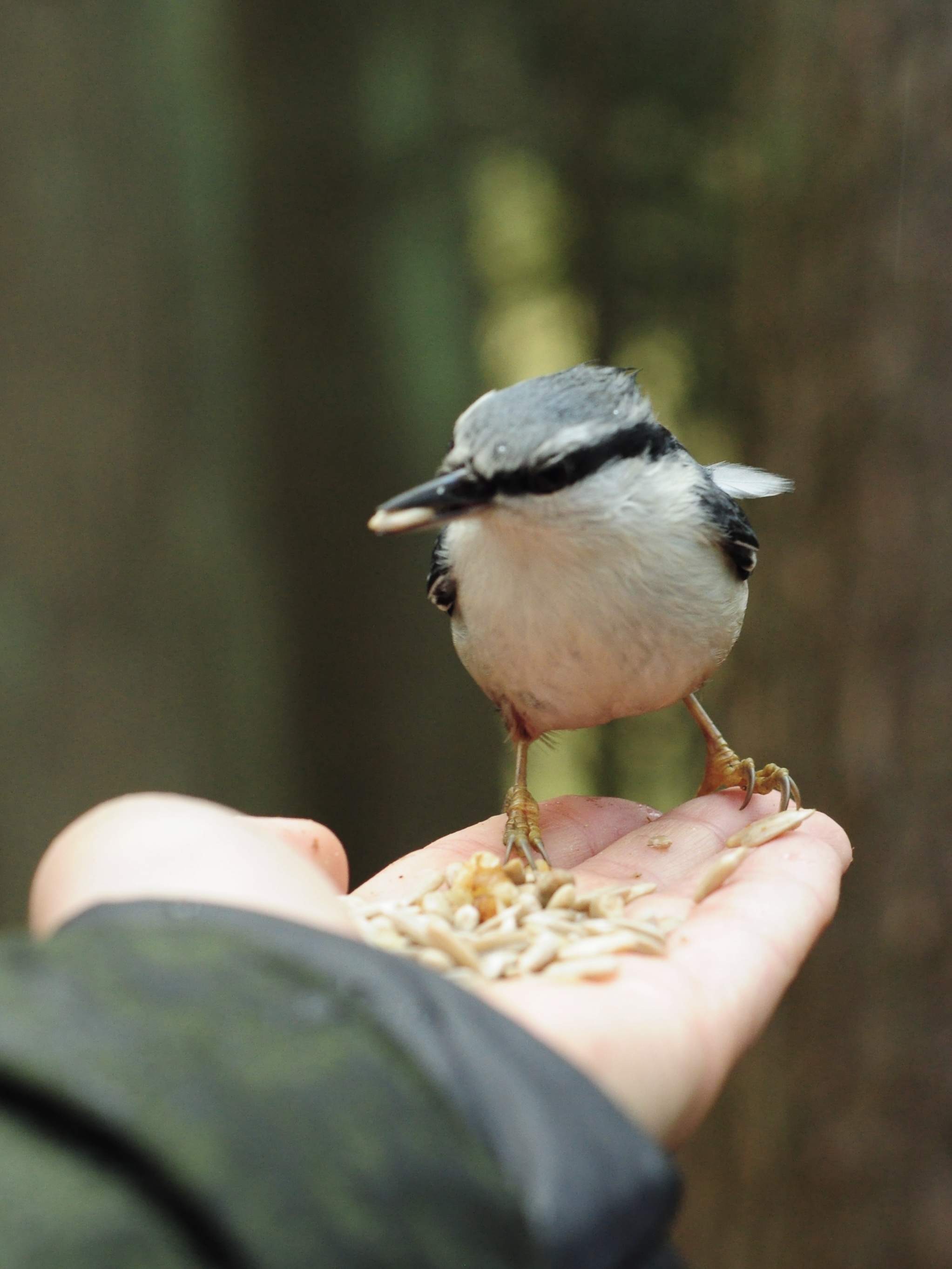 Common Nuthatch - My, Birds, Saint Petersburg, Bird watching, Ornithology League, Ornithology, Photo hunting, The nature of Russia, Longpost