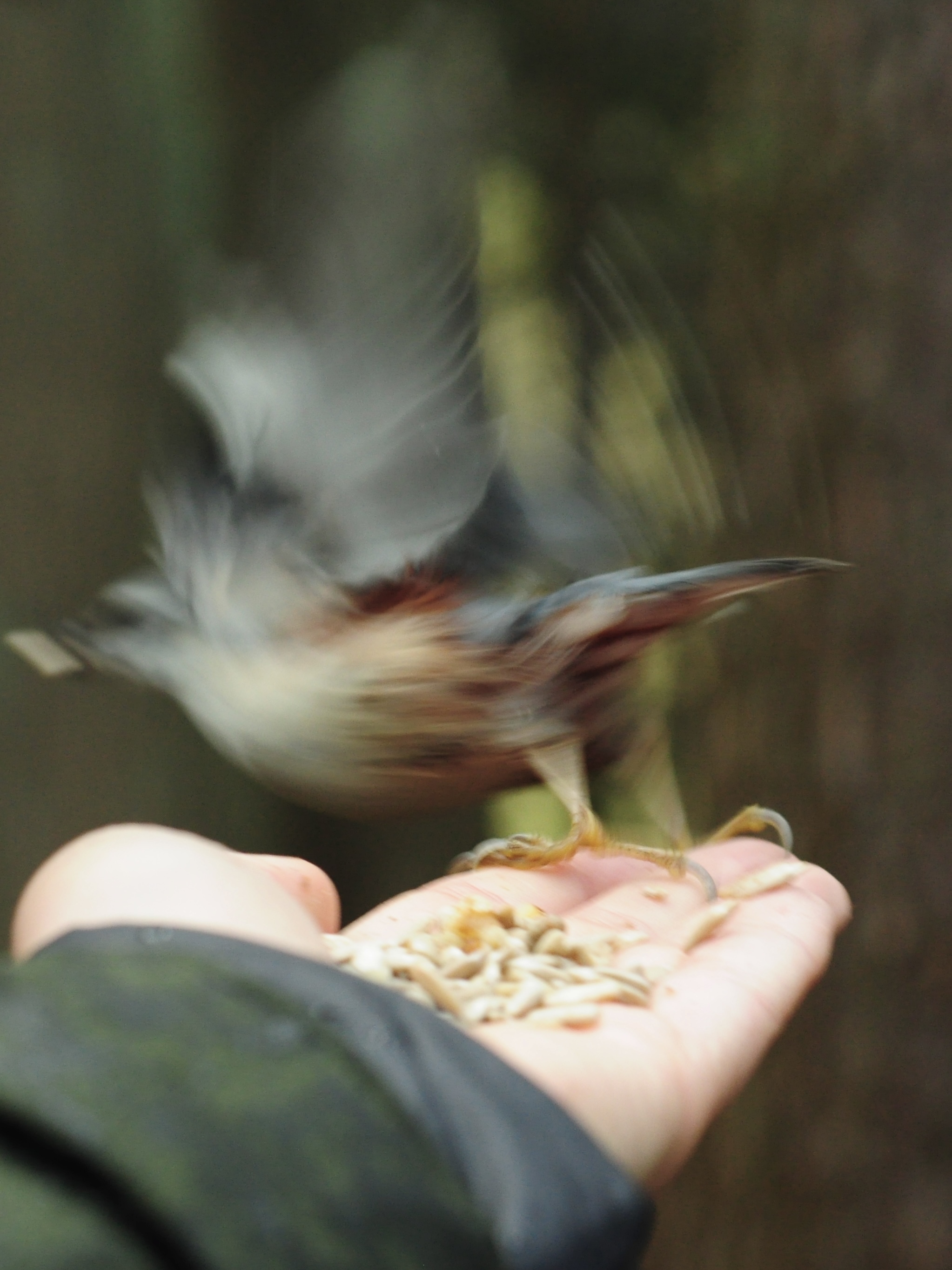 Common Nuthatch - My, Birds, Saint Petersburg, Bird watching, Ornithology League, Ornithology, Photo hunting, The nature of Russia, Longpost