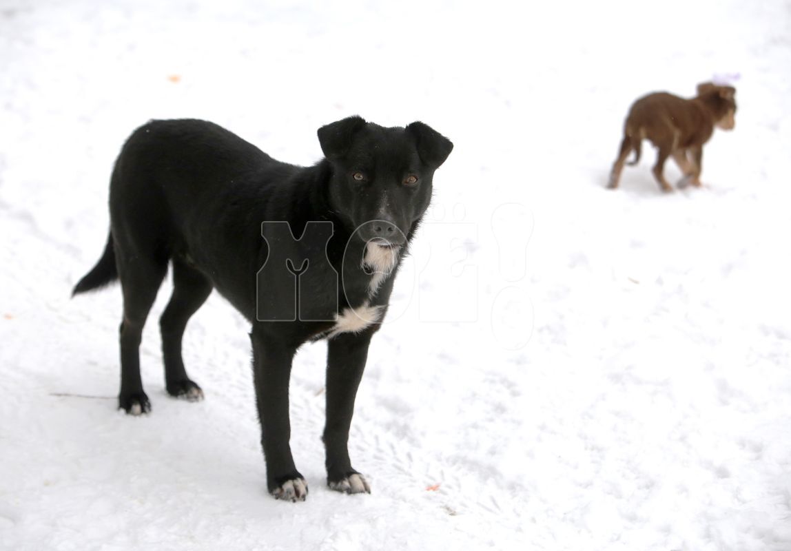 It is not barbaric to put stray dogs to sleep. It is barbaric to feed them! Part 1 - Negative, Stray dogs, Radical animal protection, Dog attack, Longpost