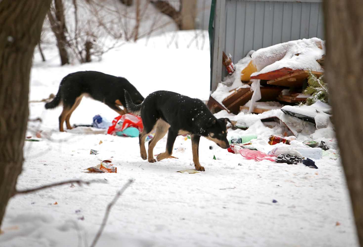 It is not barbaric to put stray dogs to sleep. It is barbaric to feed them! Part 1 - Negative, Stray dogs, Radical animal protection, Dog attack, Longpost