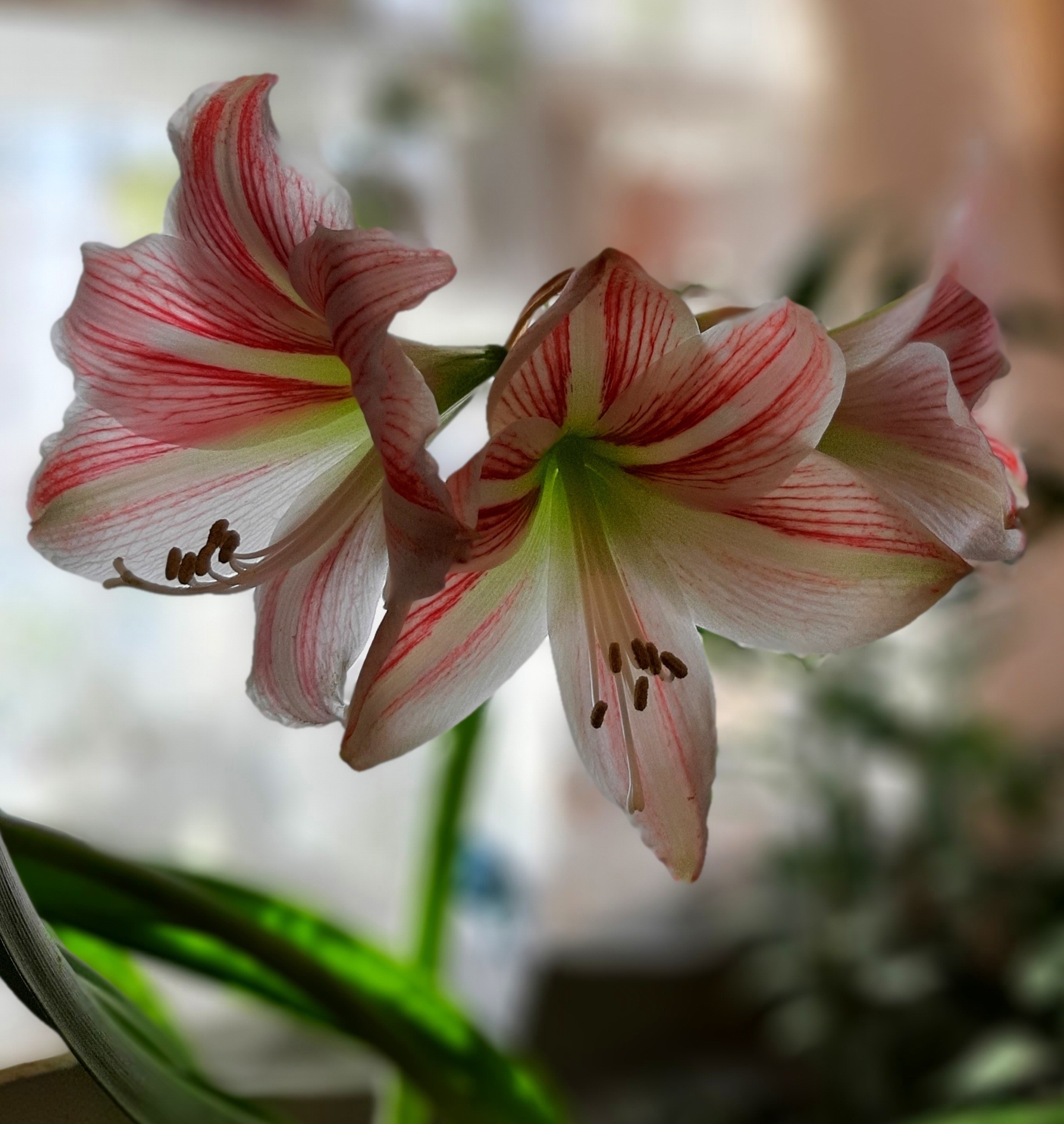 Amaryllis Botanist's Fun - My, Amaryllis, Botany, Entertaining botany, Floriculture, Hobby, Flowers, Longpost