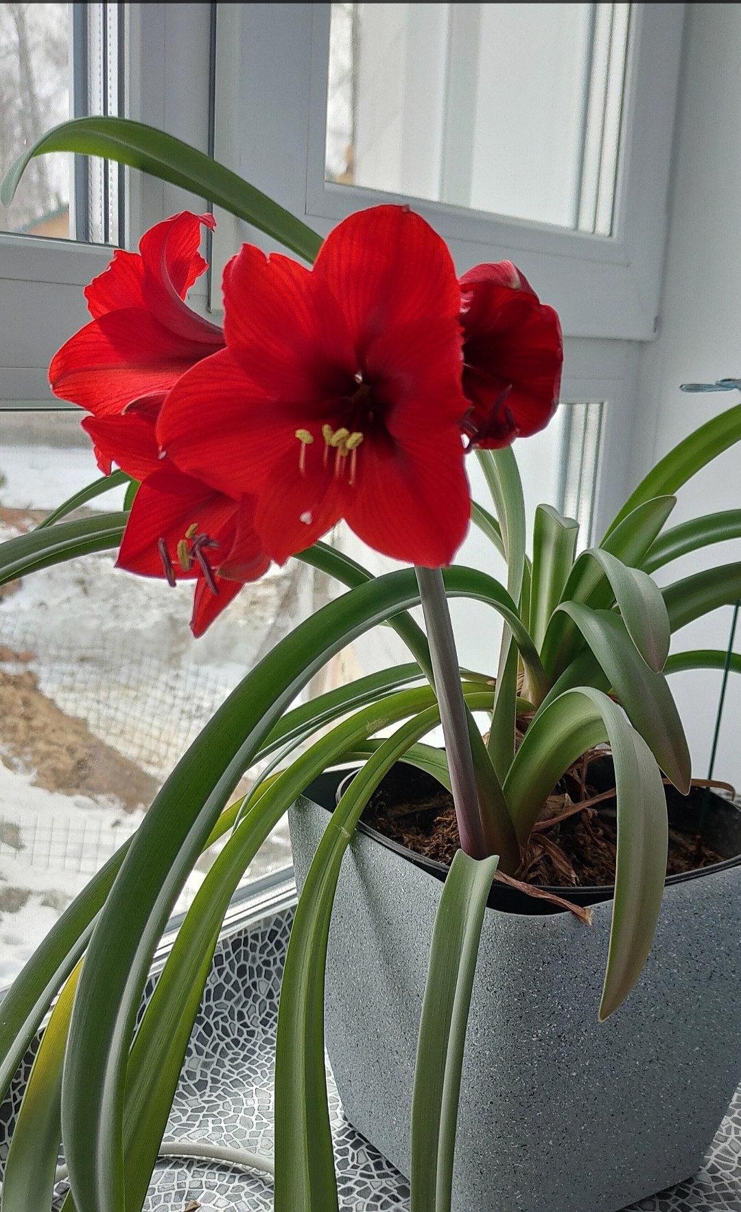 Amaryllis Botanist's Fun - My, Amaryllis, Botany, Entertaining botany, Floriculture, Hobby, Flowers, Longpost