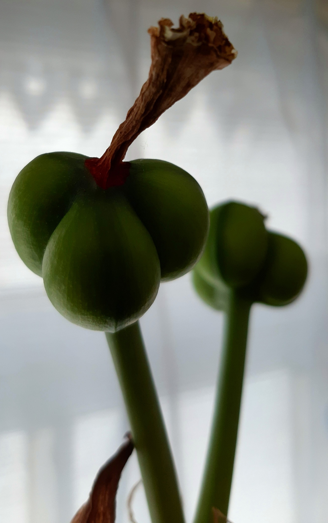 Amaryllis Botanist's Fun - My, Amaryllis, Botany, Entertaining botany, Floriculture, Hobby, Flowers, Longpost