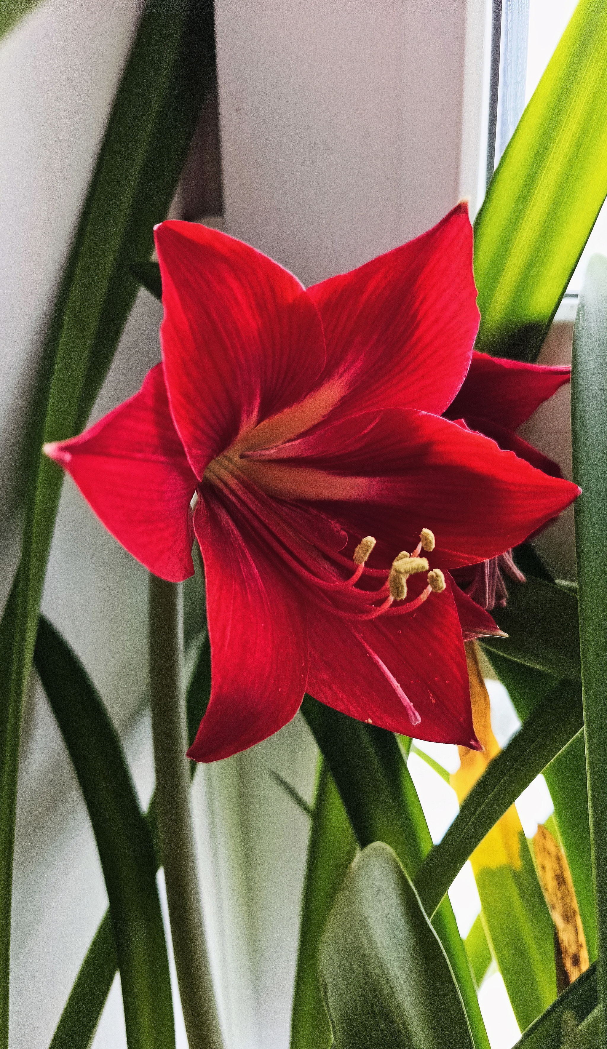 Amaryllis Botanist's Fun - My, Amaryllis, Botany, Entertaining botany, Floriculture, Hobby, Flowers, Longpost