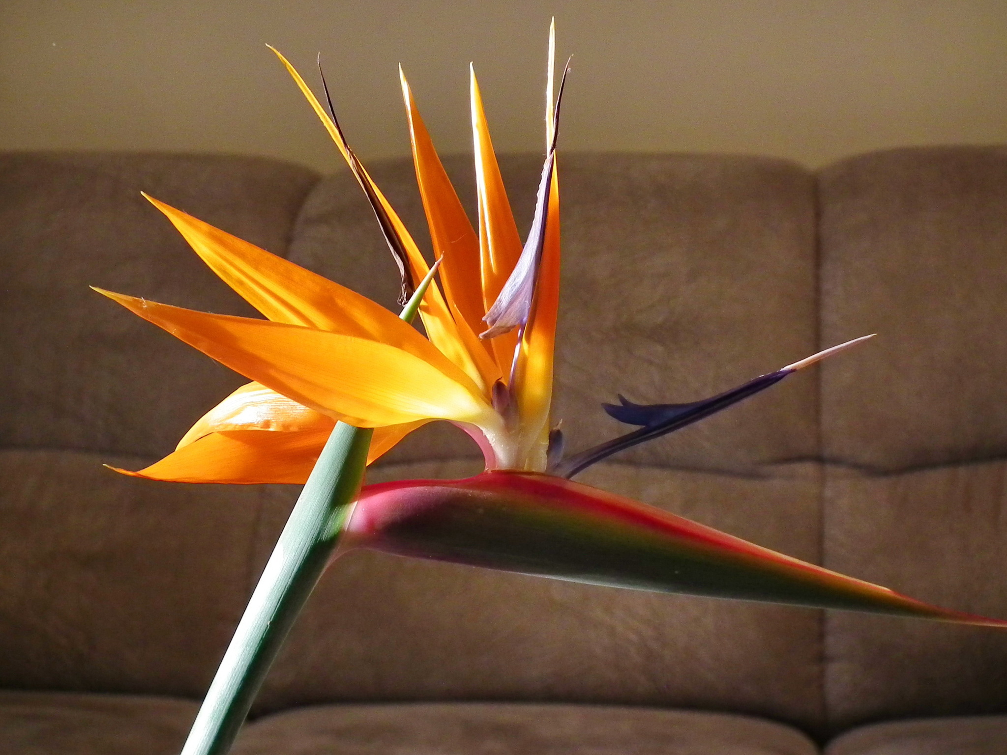 Bird of paradise - My, The photo, Flowers, Floristics