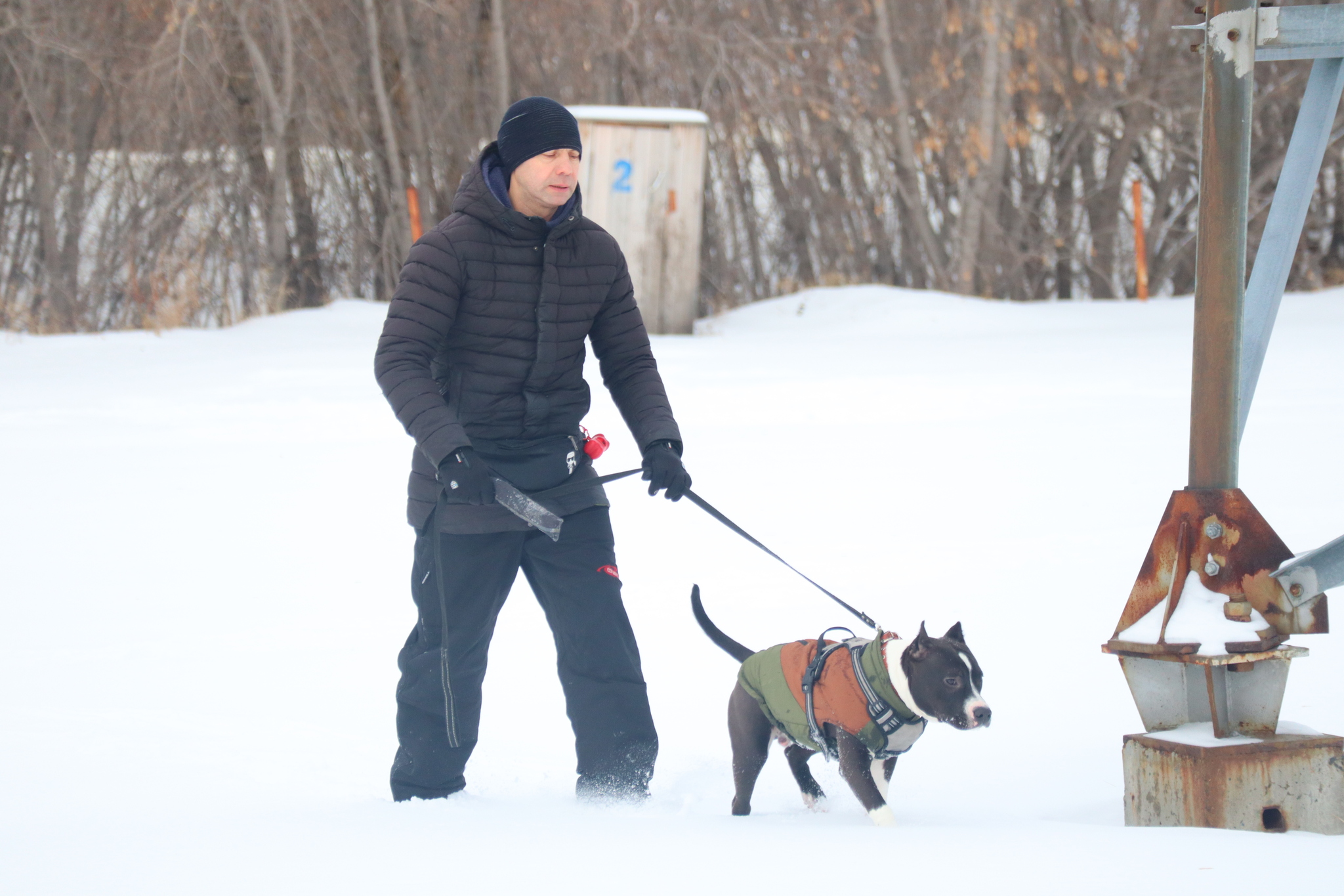 Dog training in Omsk - OCSSSS 11/16/24 - Dog, Puppies, Omsk, Training, Г“Г±Г±Г±, Friend, Care, Kindness, Dog breeding, Friends, Longpost