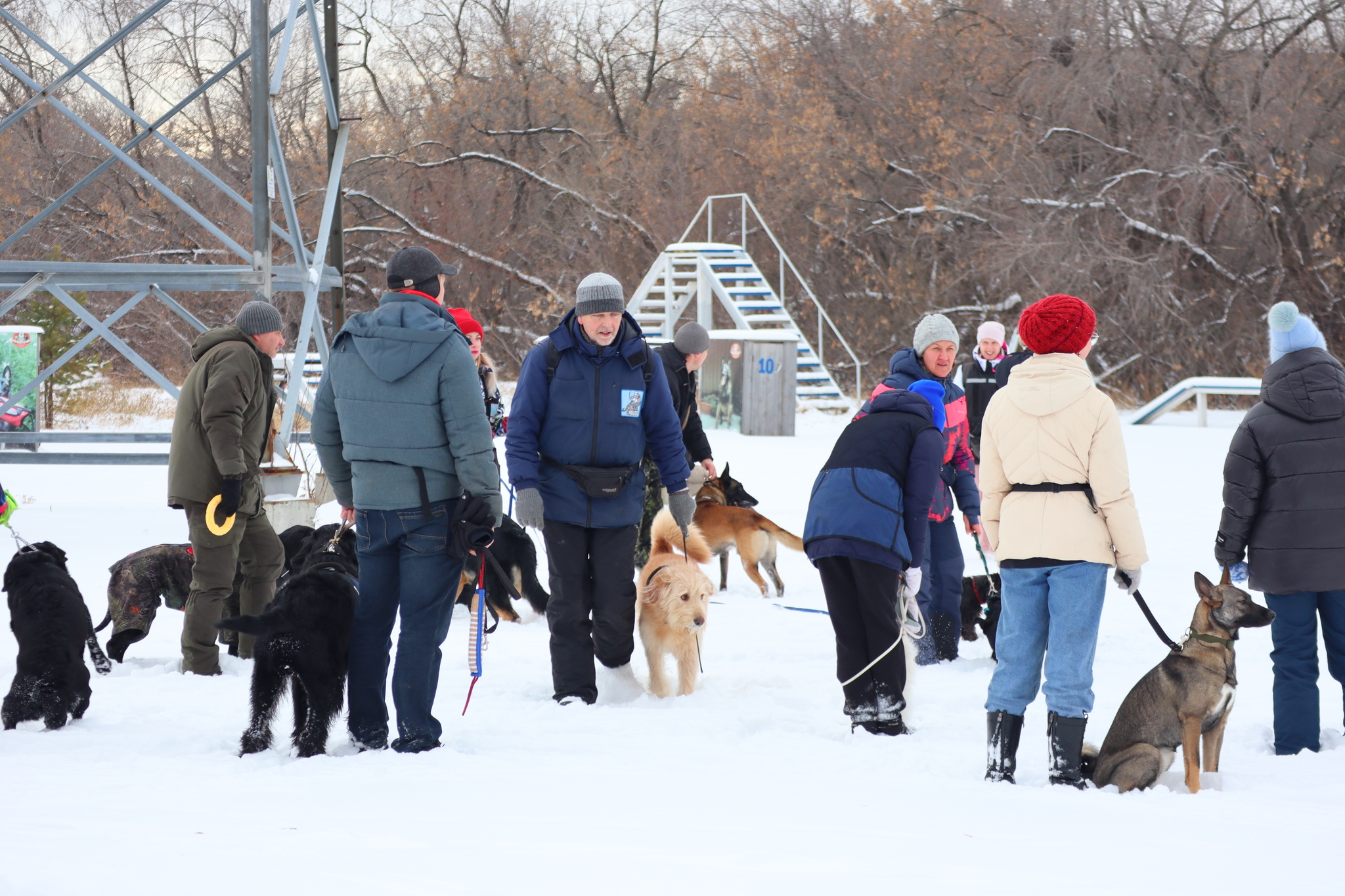 Dog training in Omsk - OCSSSS 11/16/24 - Dog, Puppies, Omsk, Training, Г“Г±Г±Г±, Friend, Care, Kindness, Dog breeding, Friends, Longpost