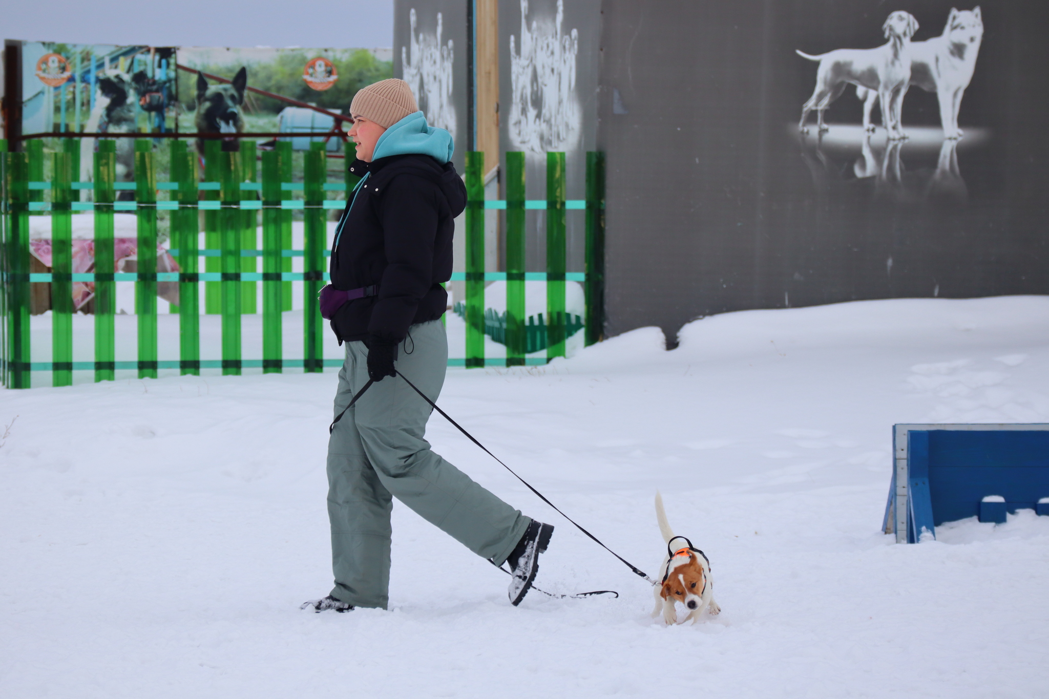 Dog training in Omsk - OCSSSS 11/16/24 - Dog, Puppies, Omsk, Training, Г“Г±Г±Г±, Friend, Care, Kindness, Dog breeding, Friends, Longpost