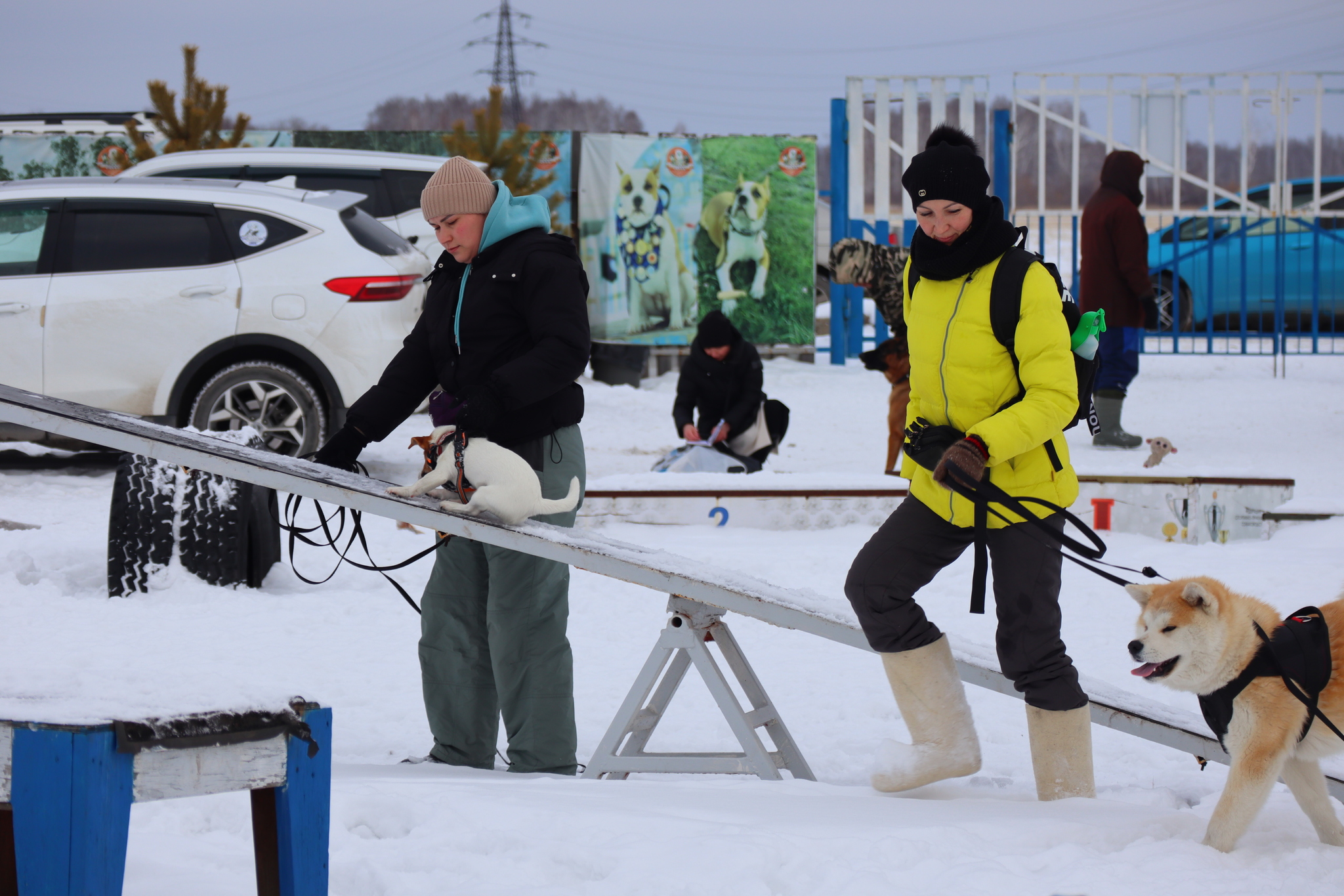 Dog training in Omsk - OCSSSS 11/16/24 - Dog, Puppies, Omsk, Training, Г“Г±Г±Г±, Friend, Care, Kindness, Dog breeding, Friends, Longpost