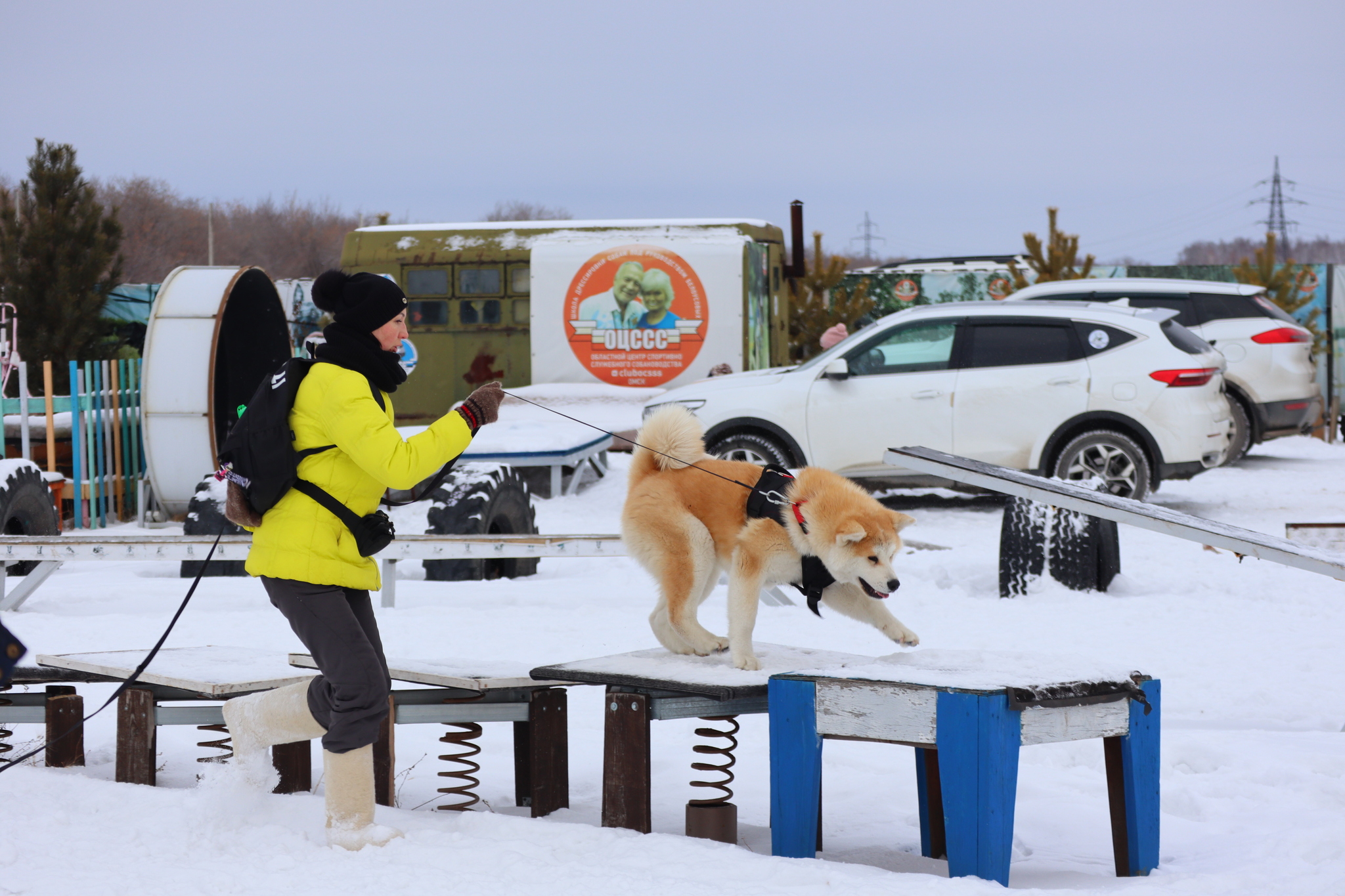 Dog training in Omsk - OCSSSS 11/16/24 - Dog, Puppies, Omsk, Training, Г“Г±Г±Г±, Friend, Care, Kindness, Dog breeding, Friends, Longpost