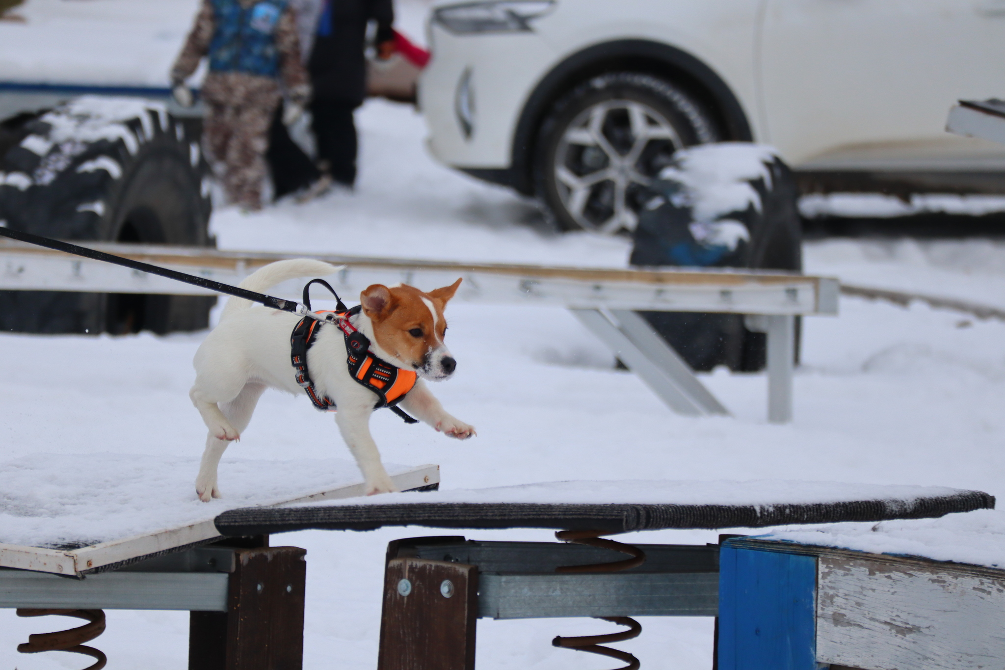 Dog training in Omsk - OCSSSS 11/16/24 - Dog, Puppies, Omsk, Training, Г“Г±Г±Г±, Friend, Care, Kindness, Dog breeding, Friends, Longpost