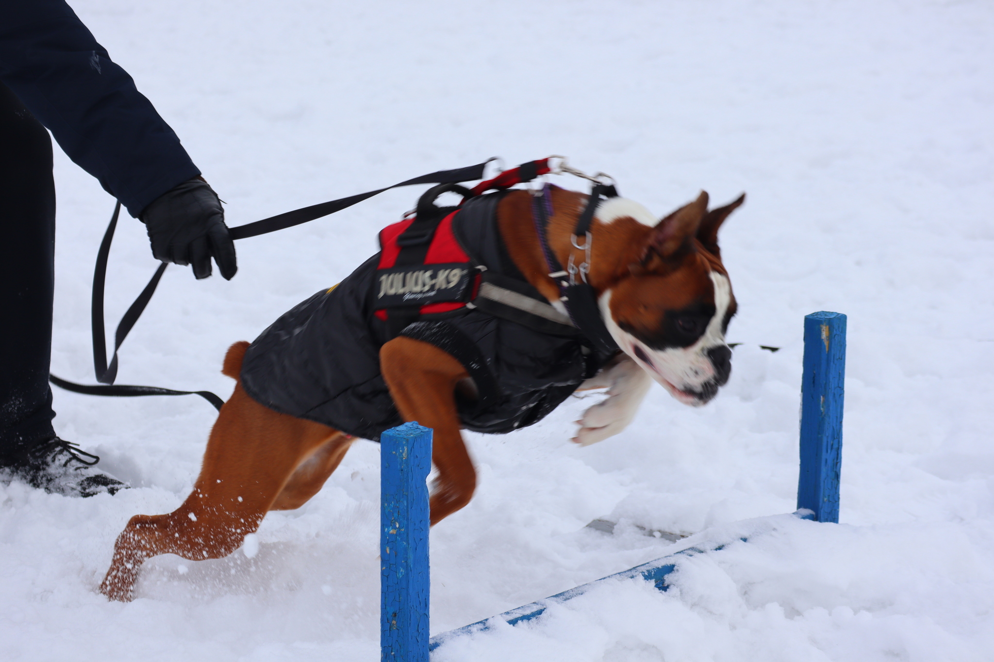 Dog training in Omsk - OCSSSS 11/16/24 - Dog, Puppies, Omsk, Training, Г“Г±Г±Г±, Friend, Care, Kindness, Dog breeding, Friends, Longpost