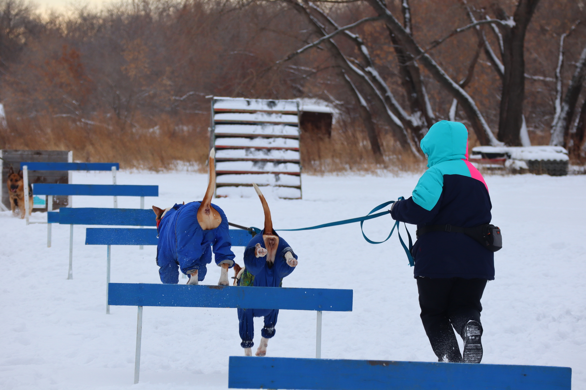 Dog training in Omsk - OCSSSS 11/16/24 - Dog, Puppies, Omsk, Training, Г“Г±Г±Г±, Friend, Care, Kindness, Dog breeding, Friends, Longpost