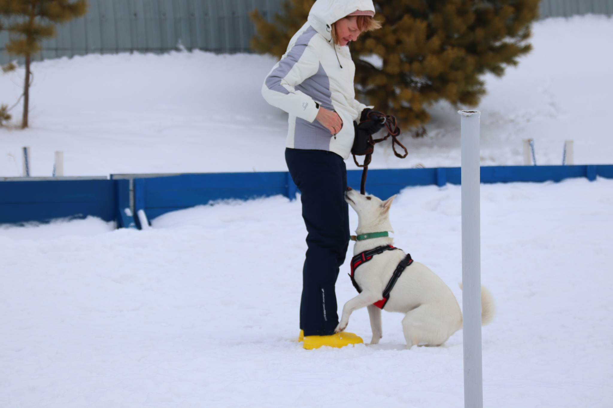 Dog training in Omsk - OCSSSS 11/16/24 - Dog, Puppies, Omsk, Training, Г“Г±Г±Г±, Friend, Care, Kindness, Dog breeding, Friends, Longpost