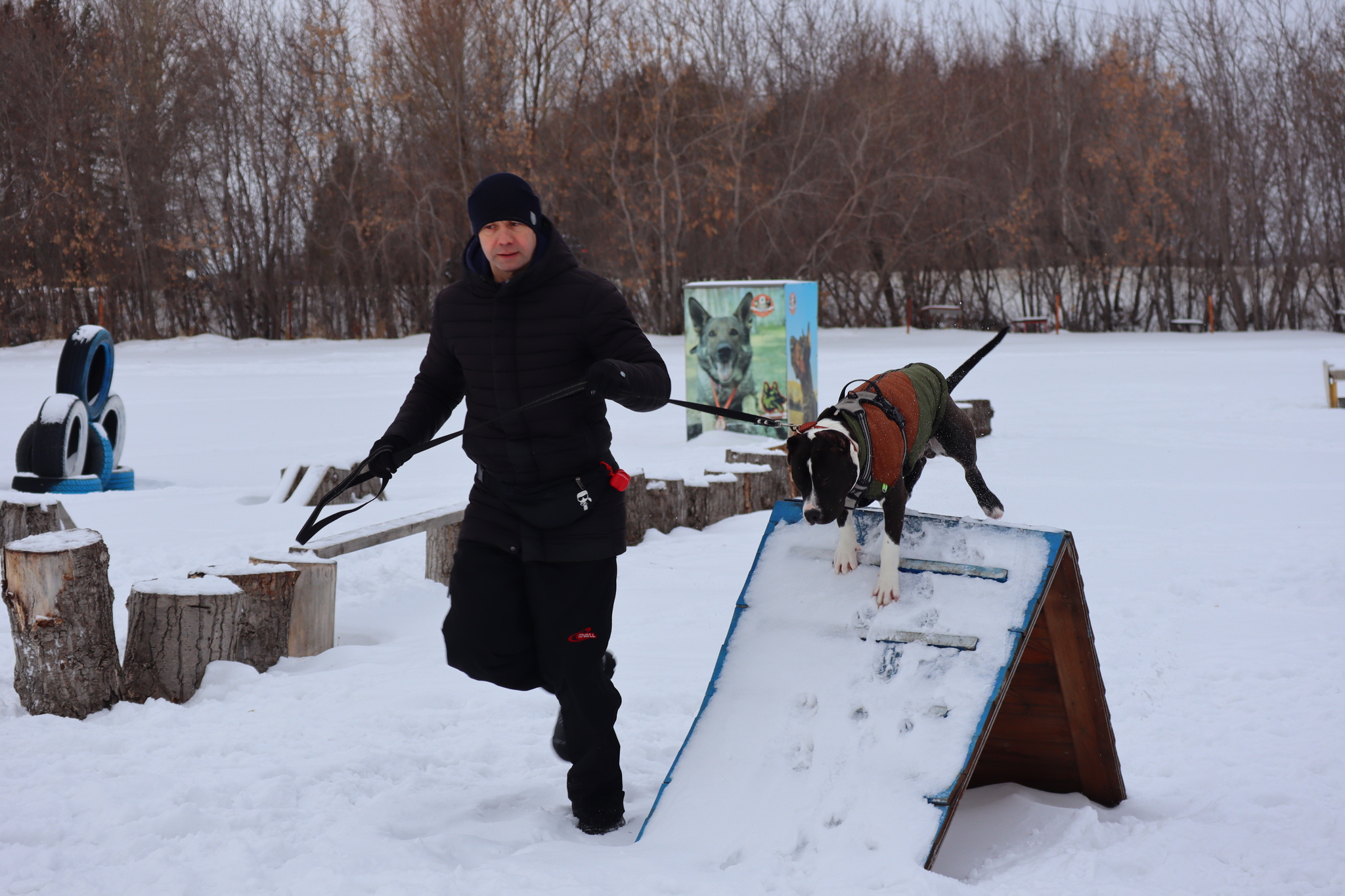 Dog training in Omsk - OCSSSS 11/16/24 - Dog, Puppies, Omsk, Training, Г“Г±Г±Г±, Friend, Care, Kindness, Dog breeding, Friends, Longpost