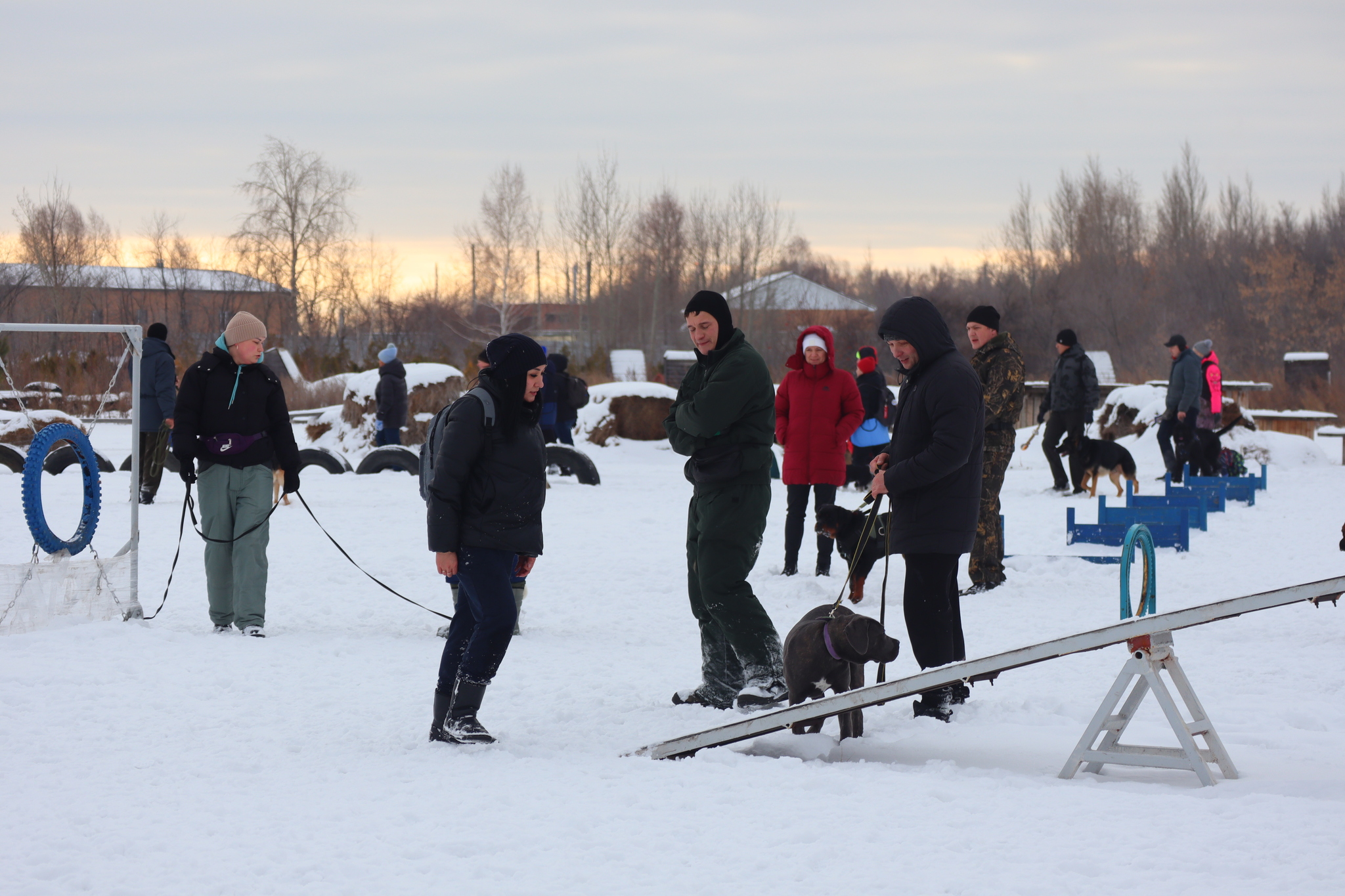 Dog training in Omsk - OCSSSS 11/16/24 - Dog, Puppies, Omsk, Training, Г“Г±Г±Г±, Friend, Care, Kindness, Dog breeding, Friends, Longpost