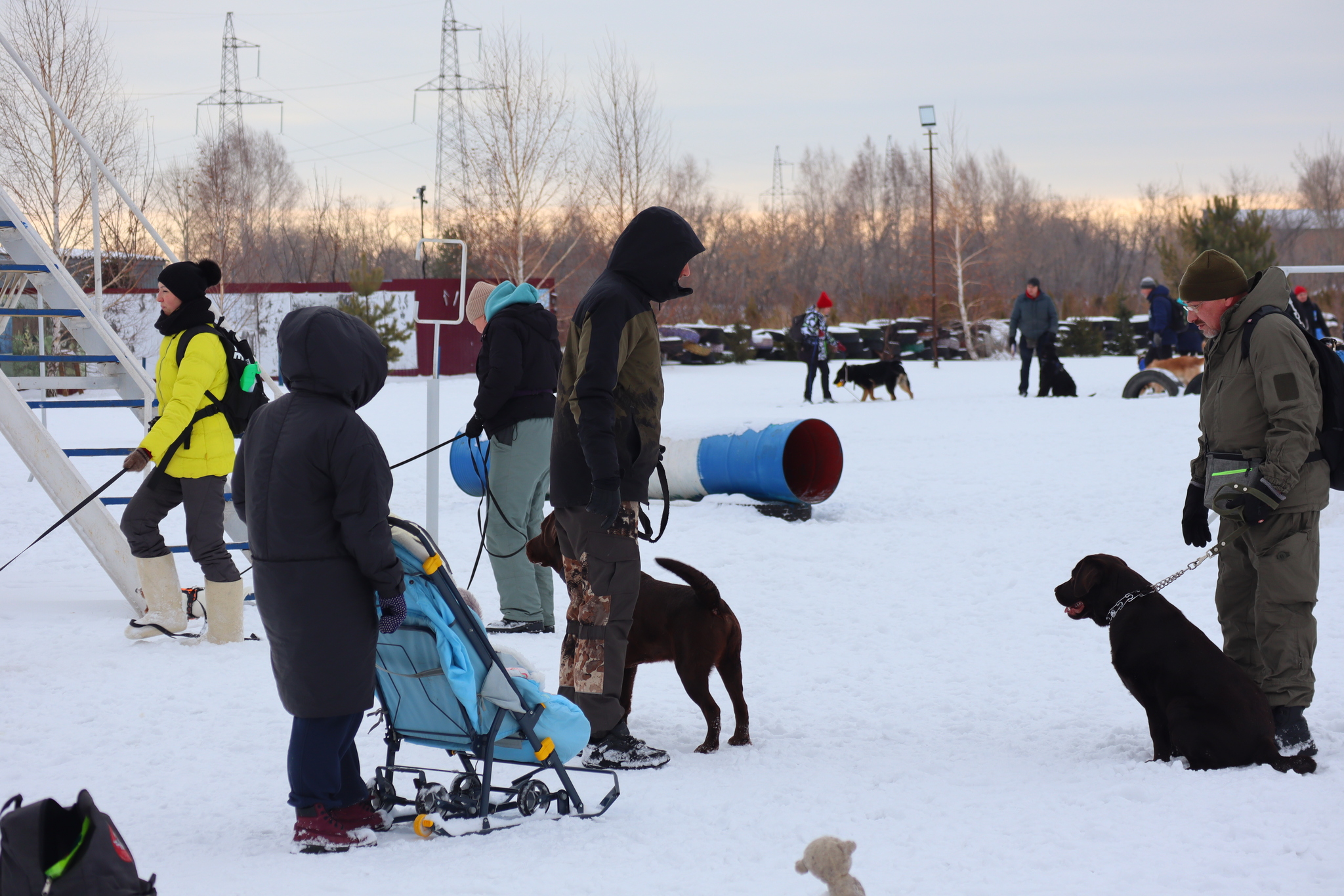 Dog training in Omsk - OCSSSS 11/16/24 - Dog, Puppies, Omsk, Training, Г“Г±Г±Г±, Friend, Care, Kindness, Dog breeding, Friends, Longpost