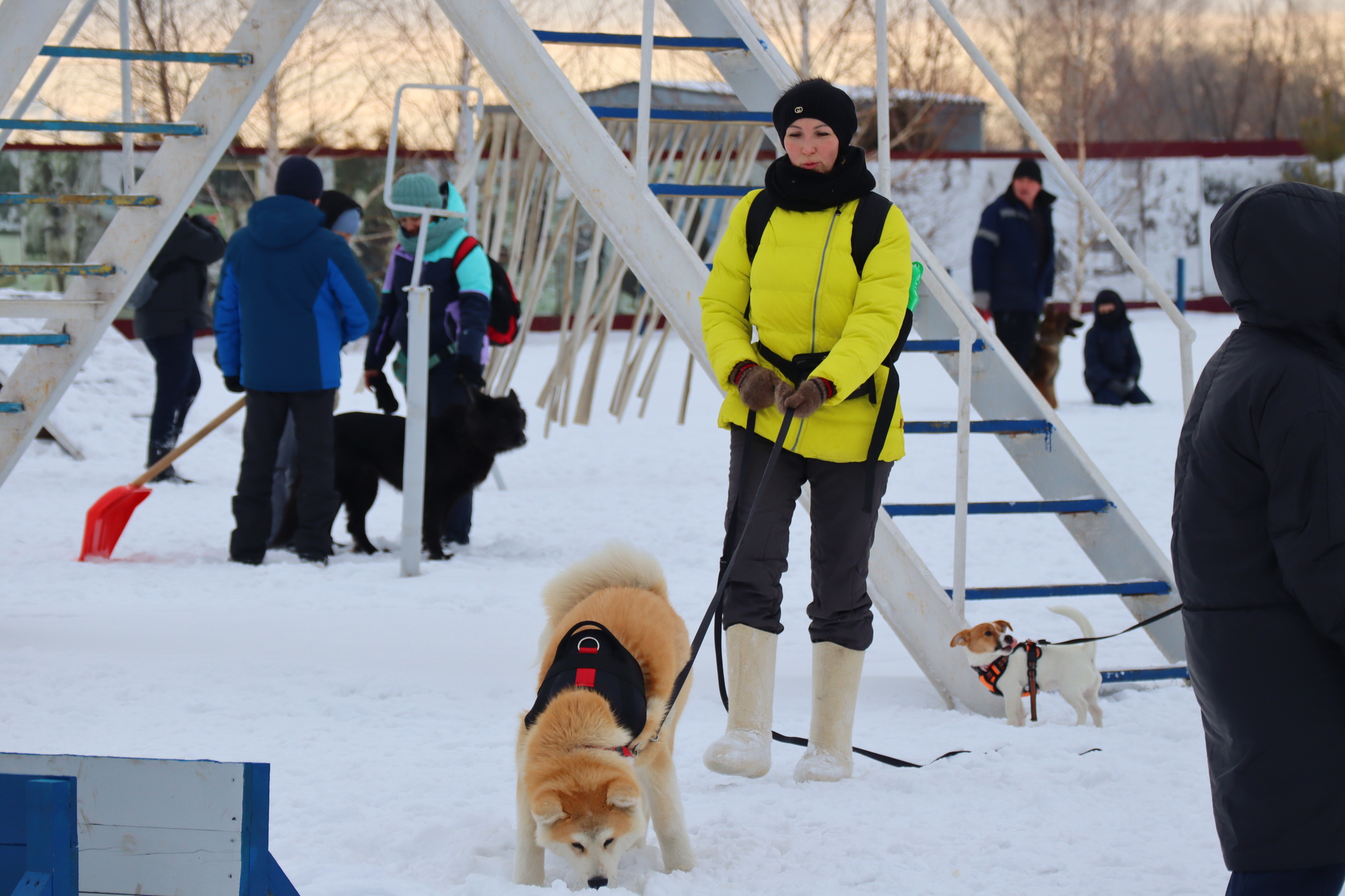 Dog training in Omsk - OCSSSS 11/16/24 - Dog, Puppies, Omsk, Training, Г“Г±Г±Г±, Friend, Care, Kindness, Dog breeding, Friends, Longpost