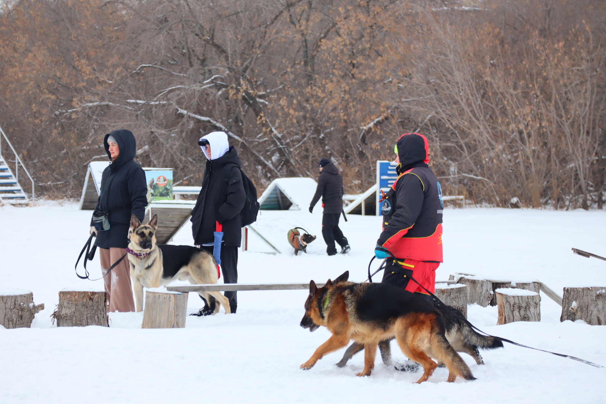 Dog training in Omsk - OCSSSS 11/16/24 - Dog, Puppies, Omsk, Training, Г“Г±Г±Г±, Friend, Care, Kindness, Dog breeding, Friends, Longpost