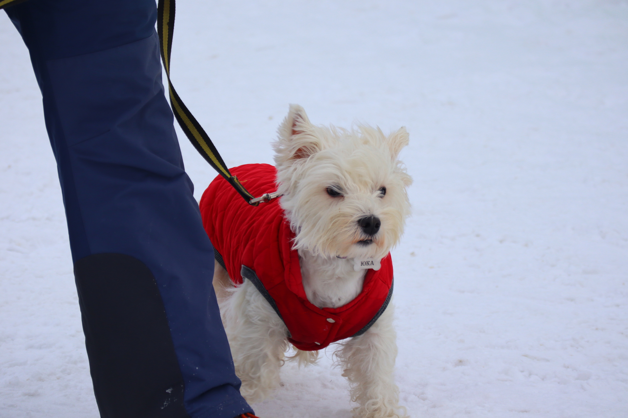 Dog training in Omsk - OCSSSS 11/16/24 - Dog, Puppies, Omsk, Training, Г“Г±Г±Г±, Friend, Care, Kindness, Dog breeding, Friends, Longpost