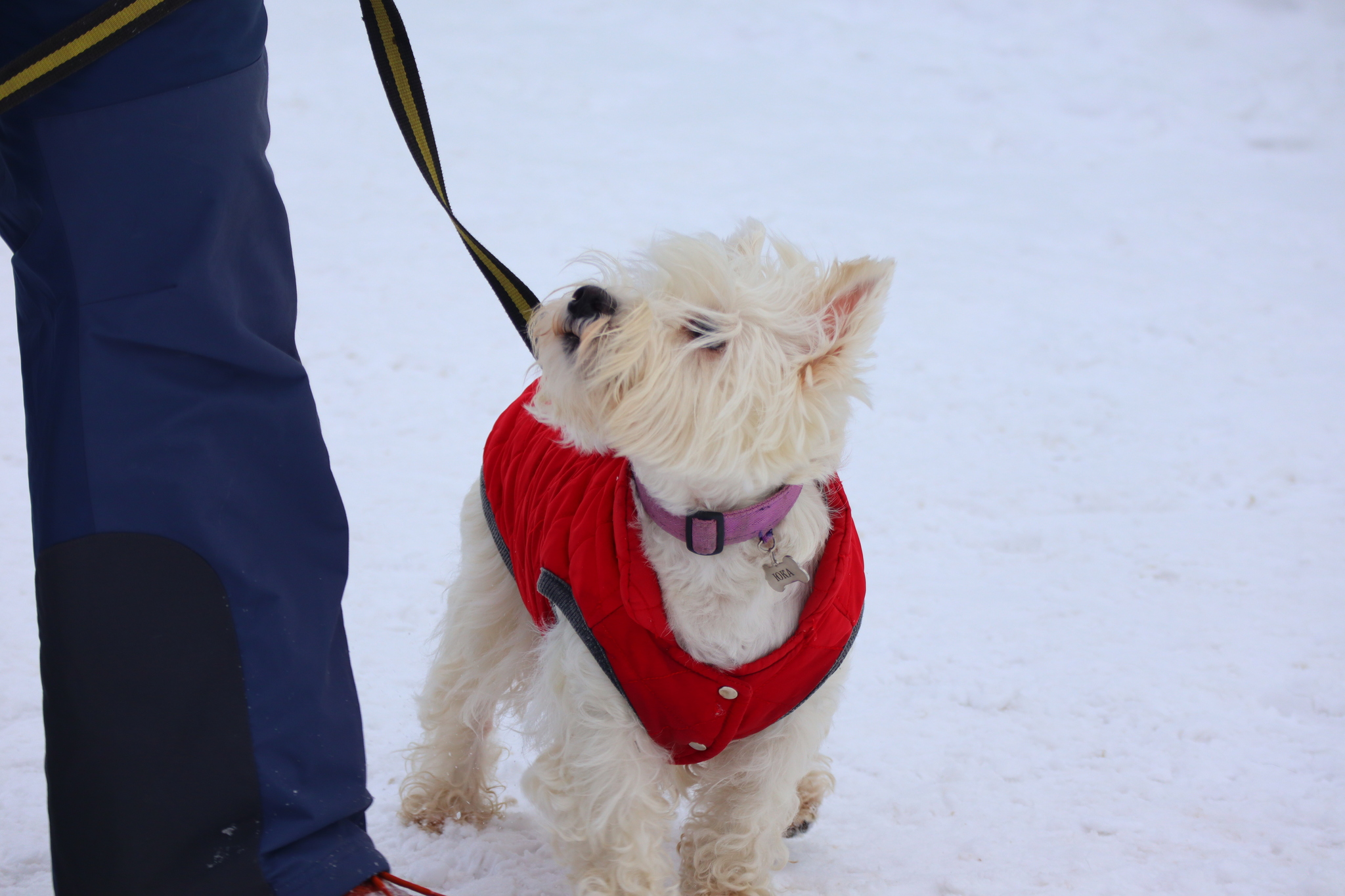 Dog training in Omsk - OCSSSS 11/16/24 - Dog, Puppies, Omsk, Training, Г“Г±Г±Г±, Friend, Care, Kindness, Dog breeding, Friends, Longpost